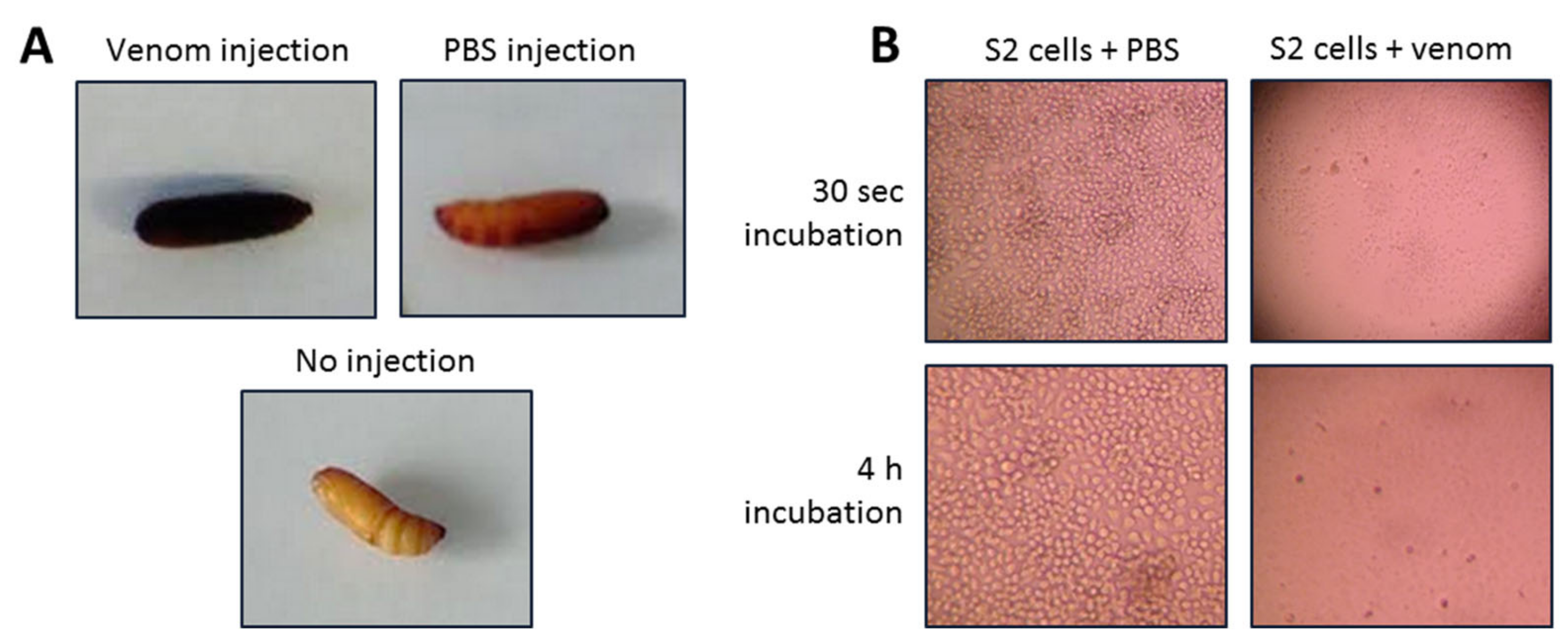 Biomedicines 09 00819 g005