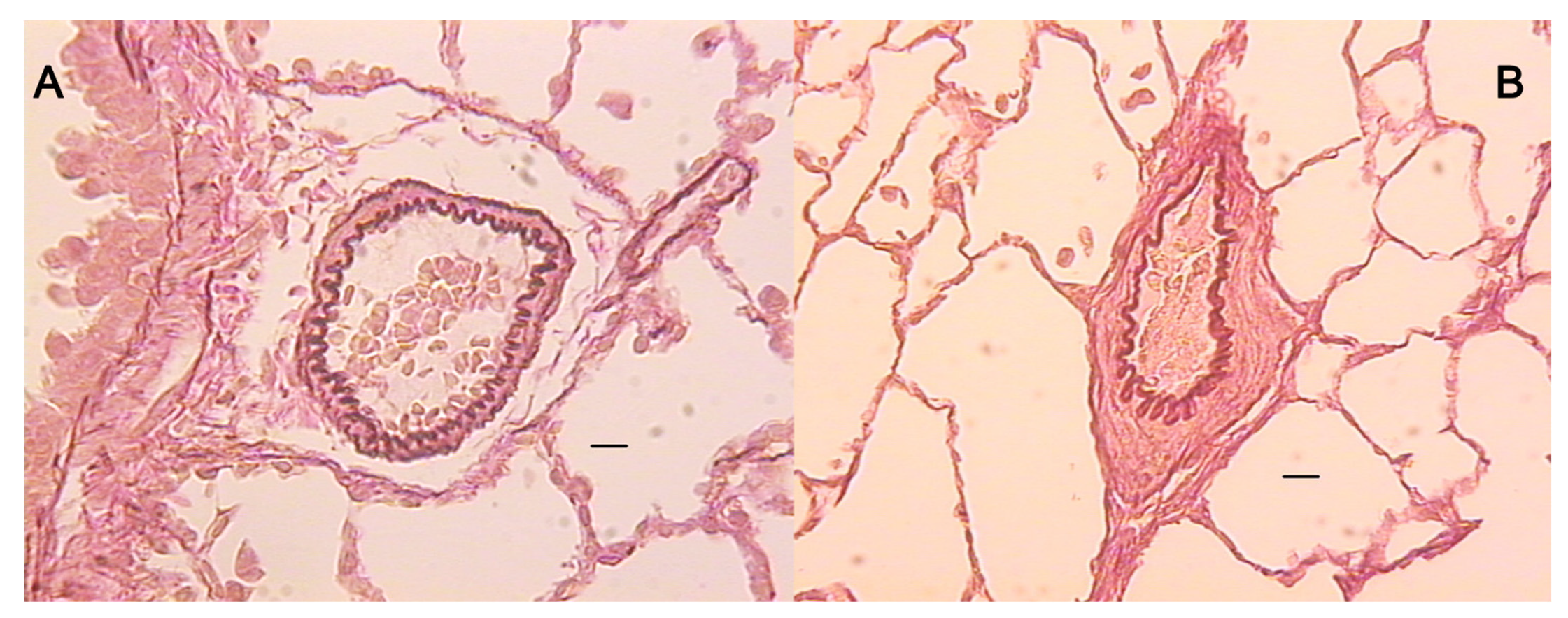 Biomedicines 09 00822 g004