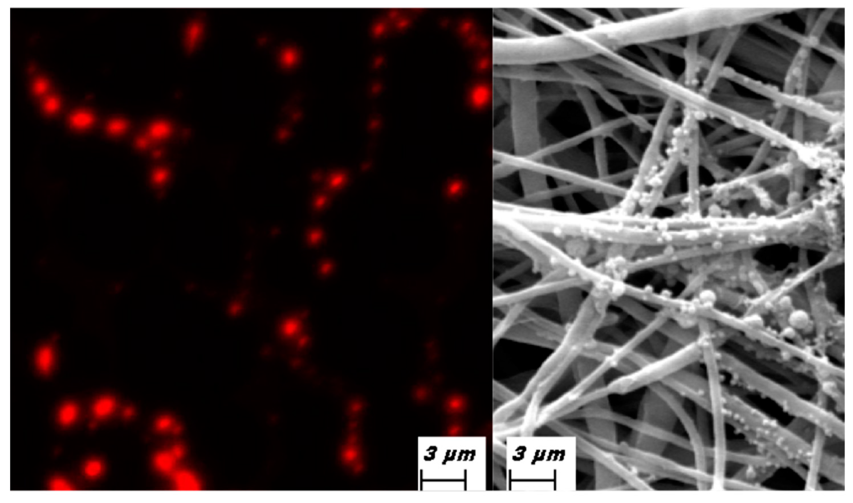 Biomedicines 09 00824 g003