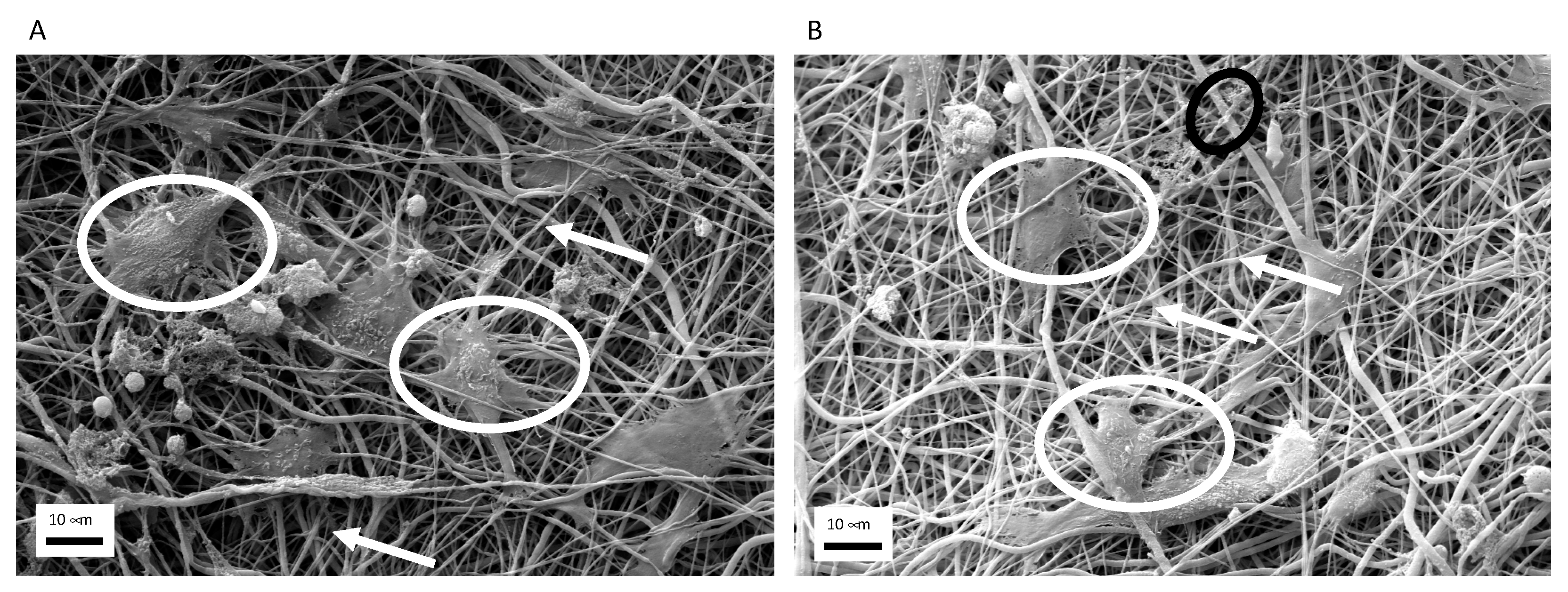 Biomedicines 09 00824 g004