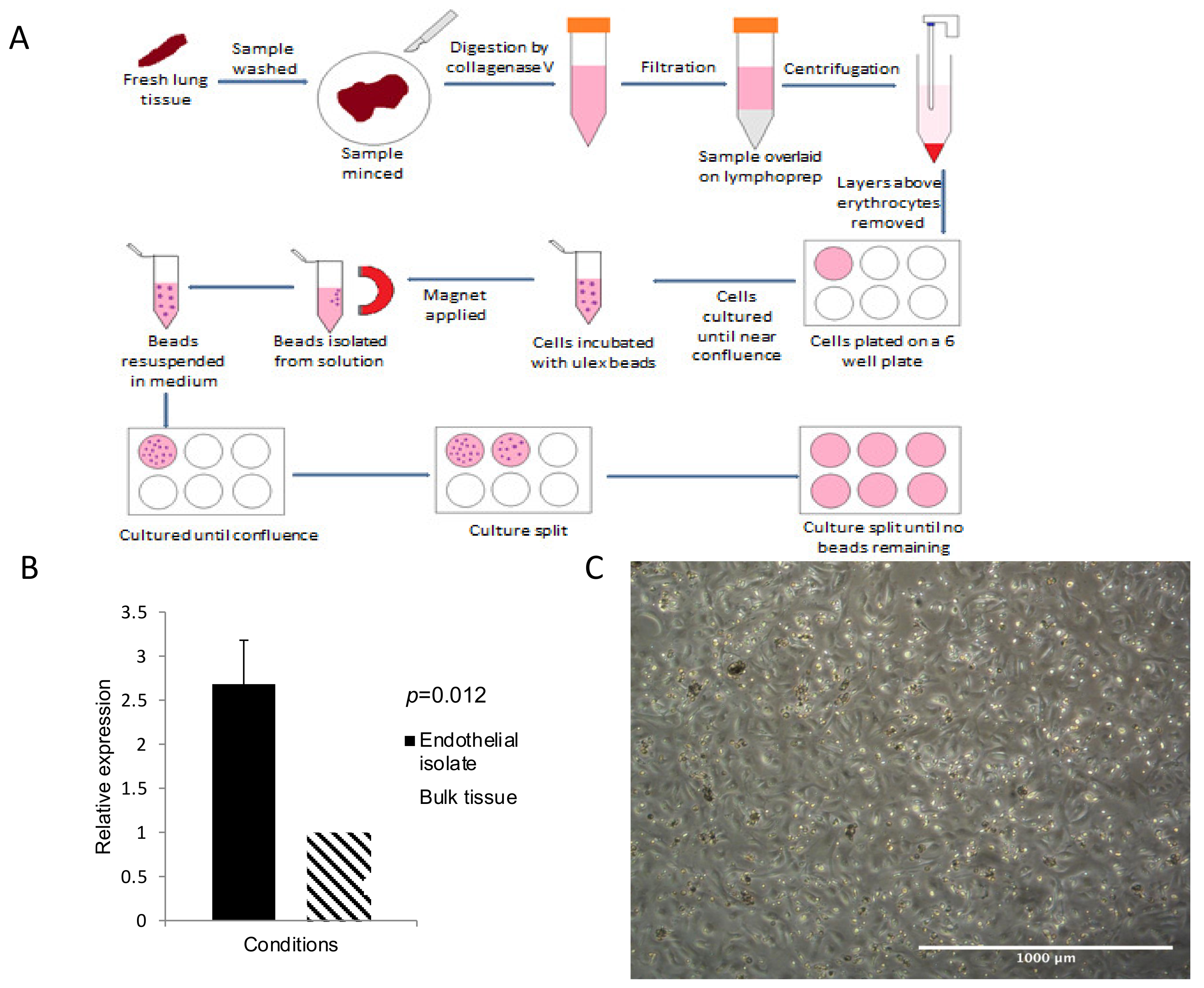 Biomedicines 09 00830 g001