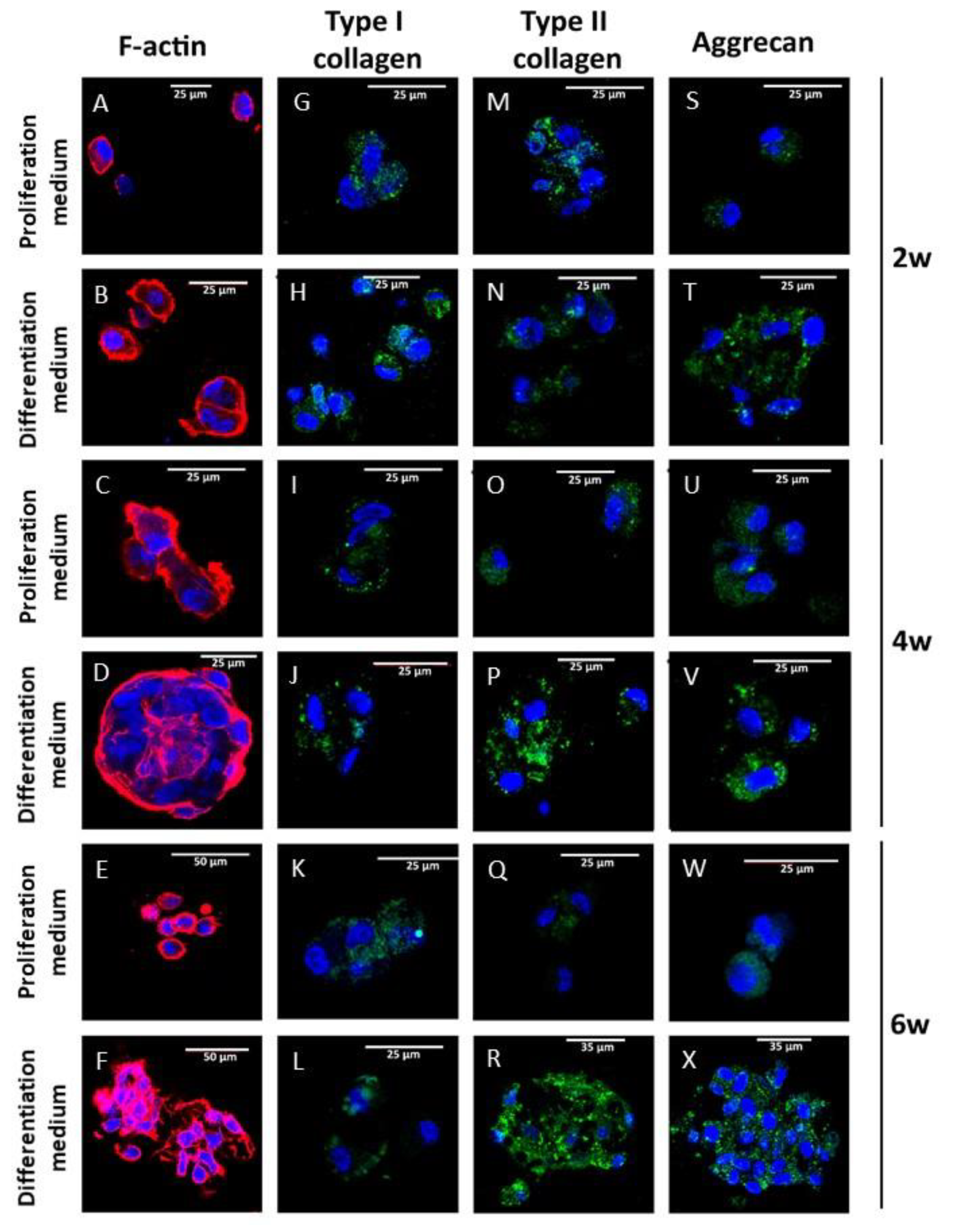 Biomedicines 09 00834 g006