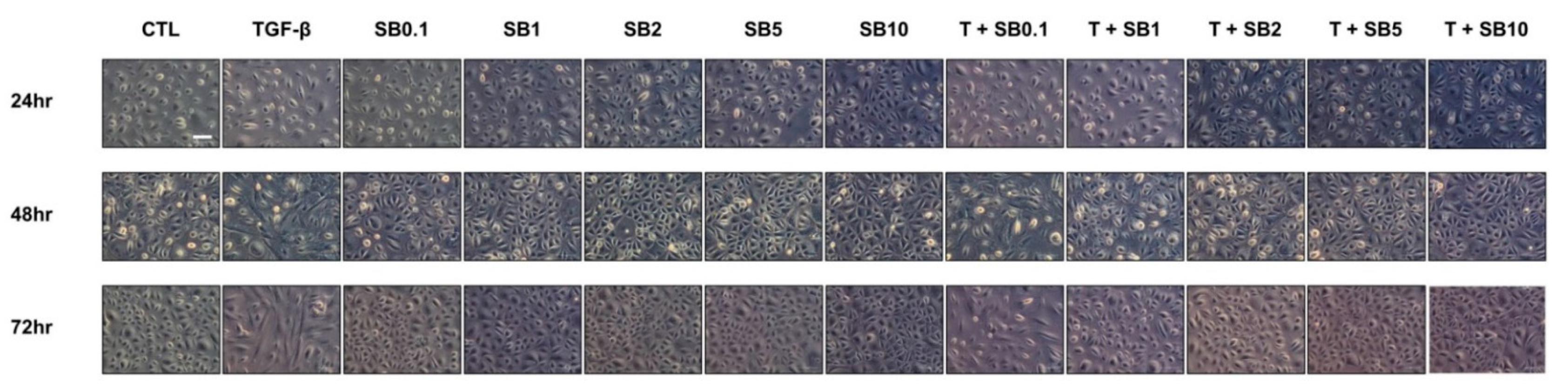 Biomedicines 09 00839 g001