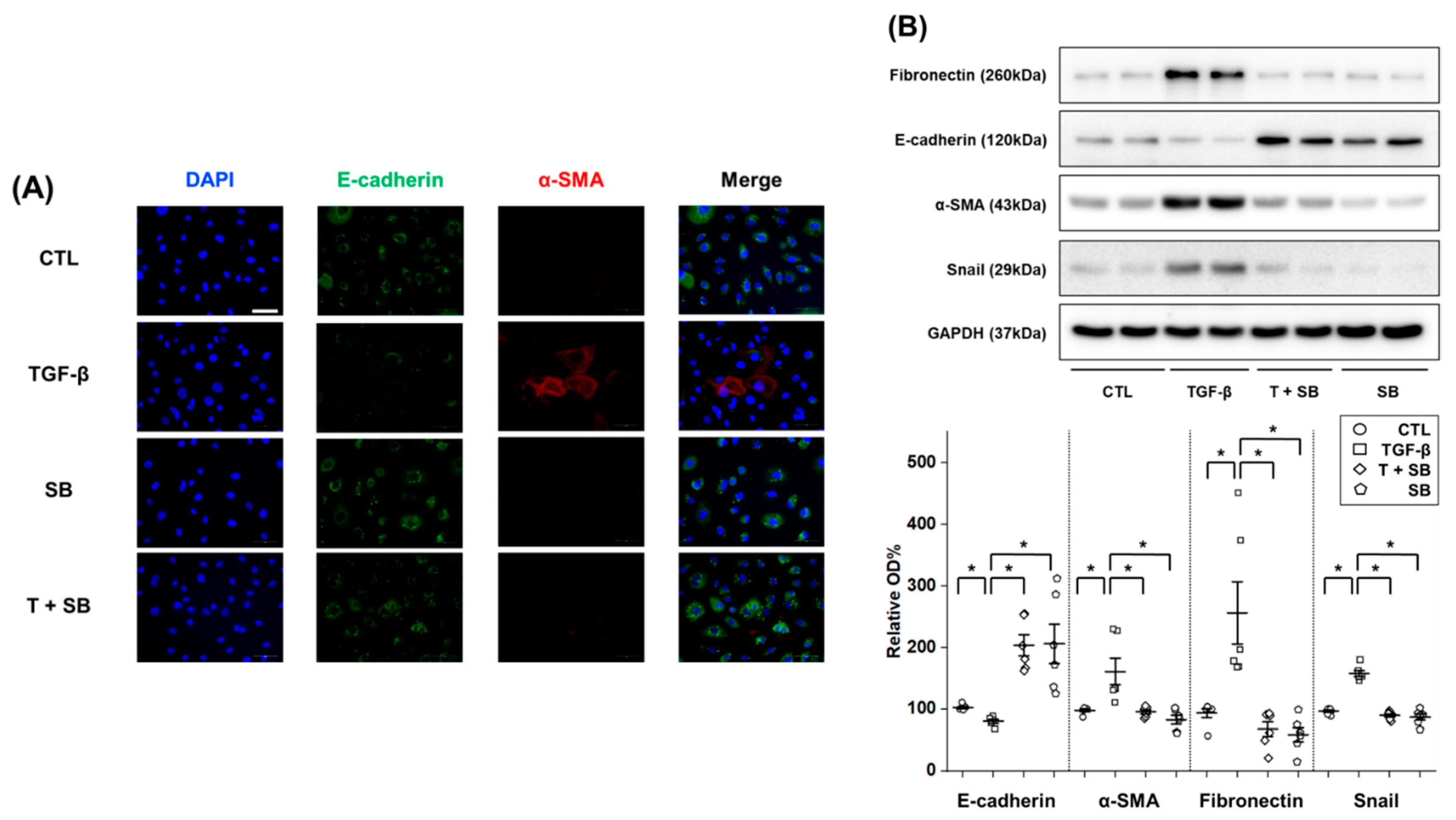 Biomedicines 09 00839 g003a
