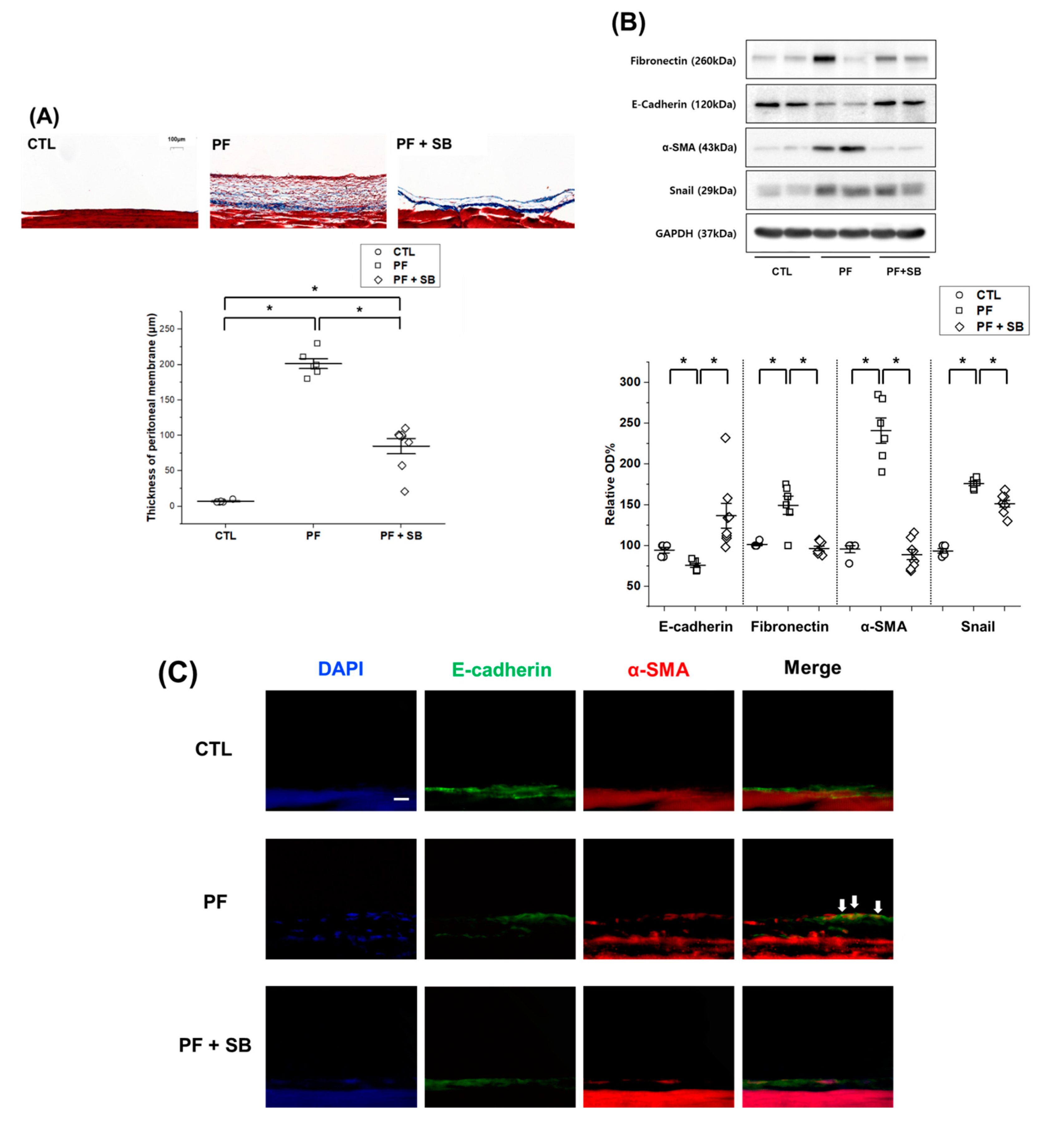 Biomedicines 09 00839 g004a
