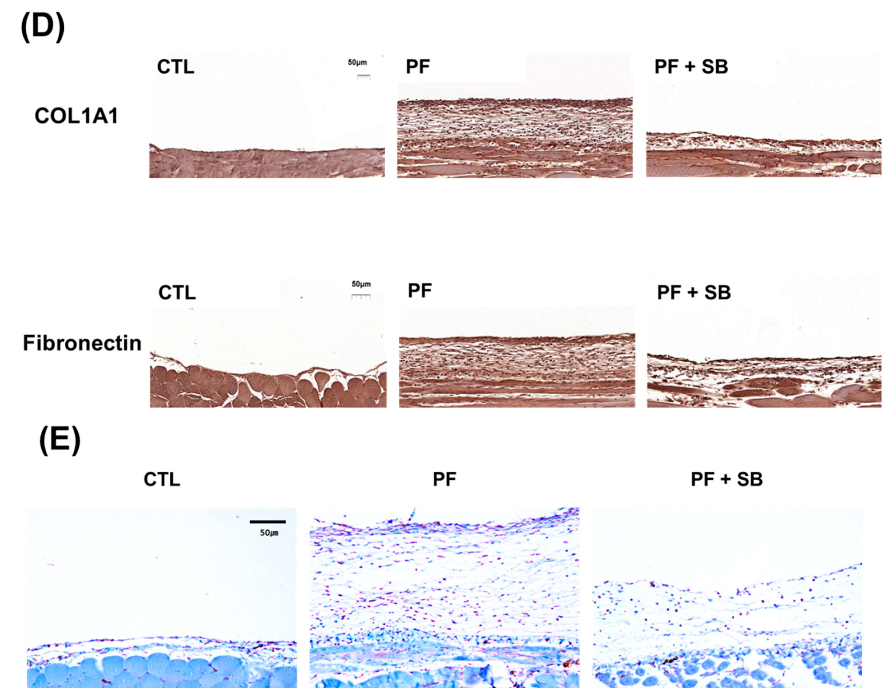 Biomedicines 09 00839 g004b