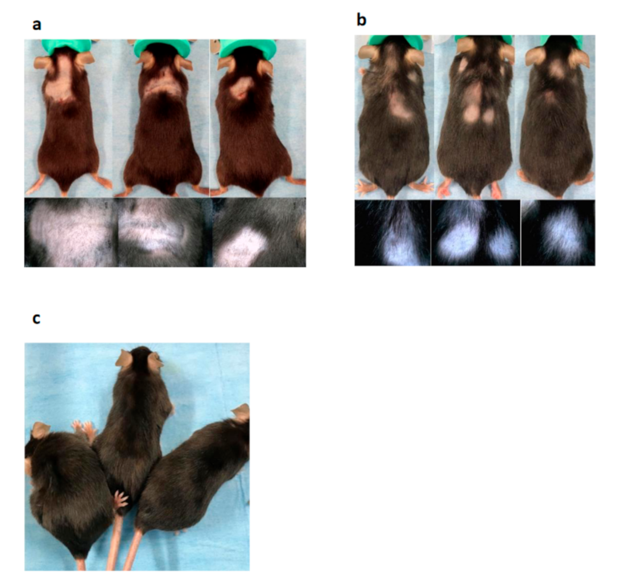 Biomedicines 09 00840 g002
