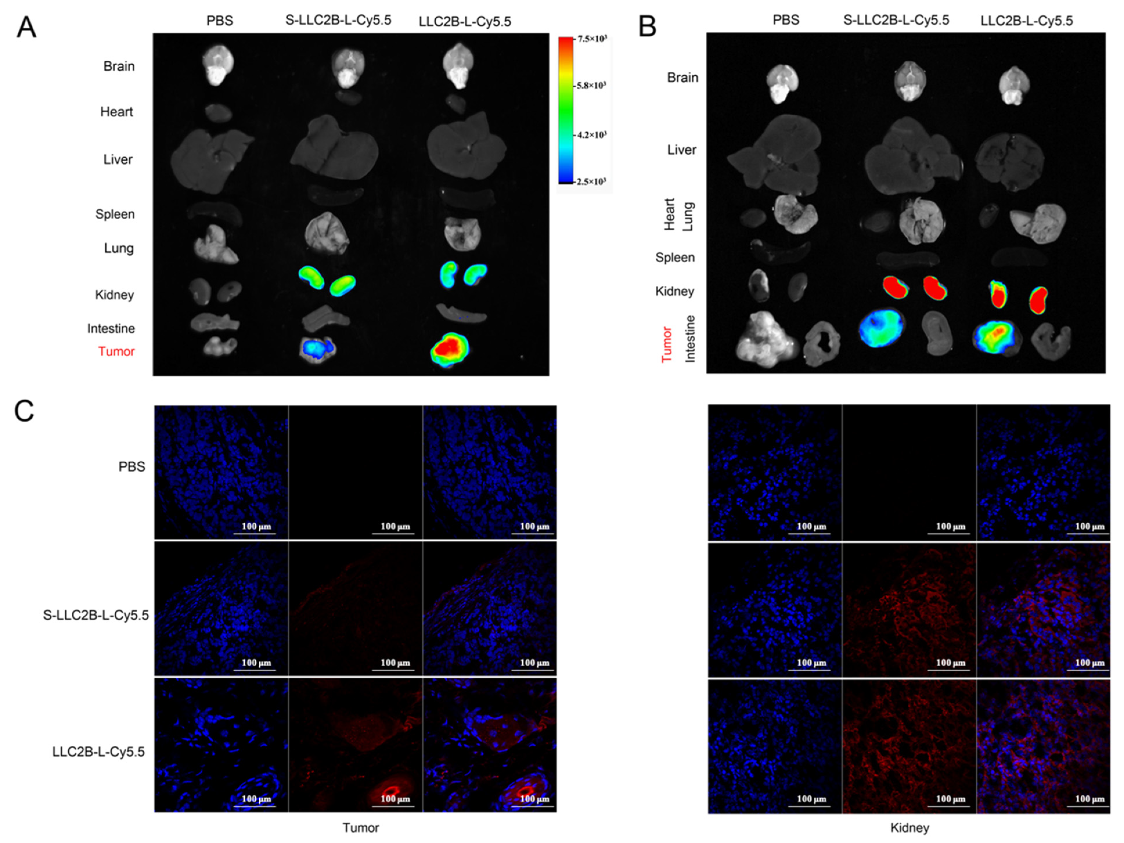 Biomedicines 09 00849 g003