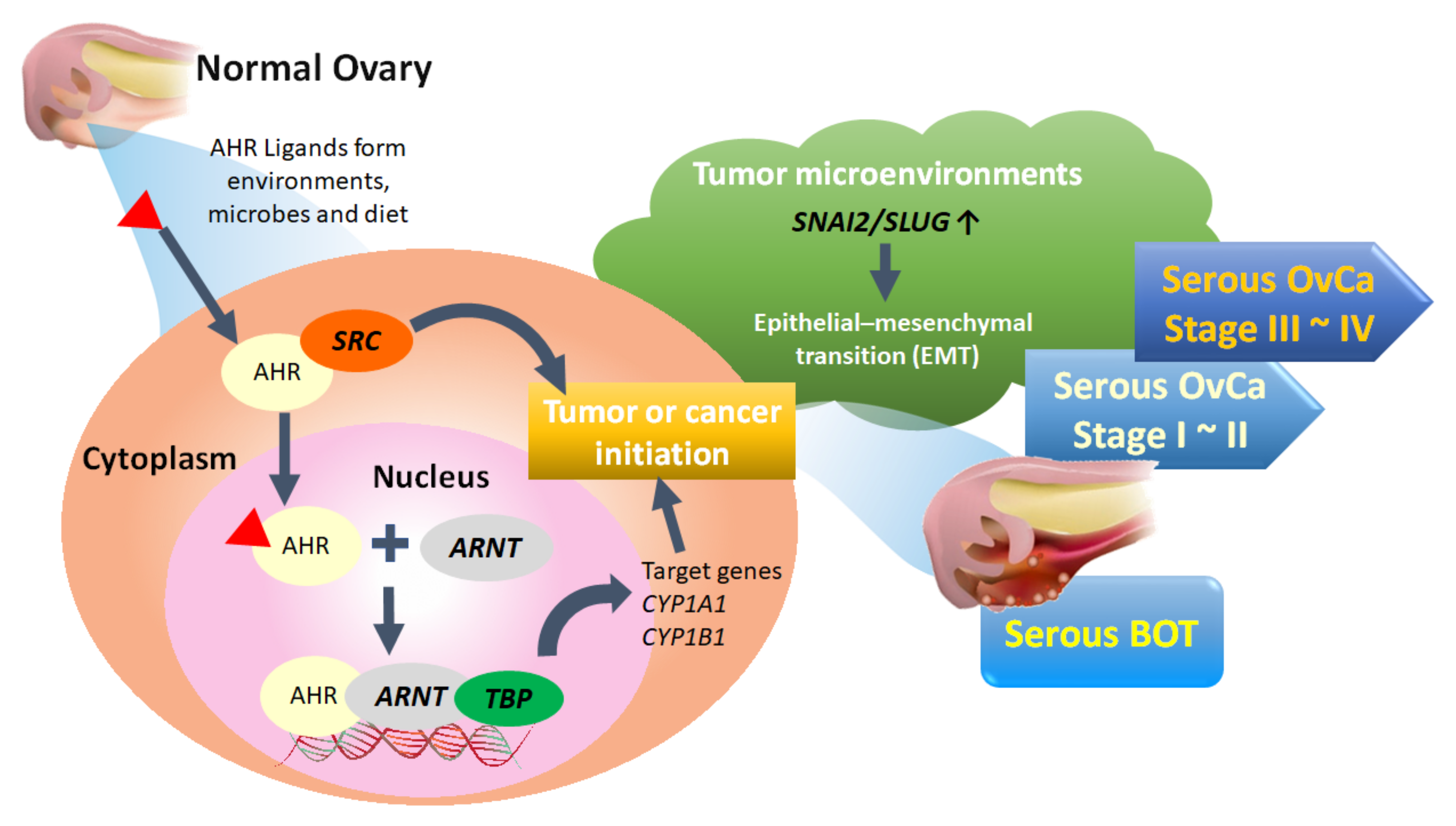 Biomedicines 09 00866 g005 Biomedicines 09 00866 g005