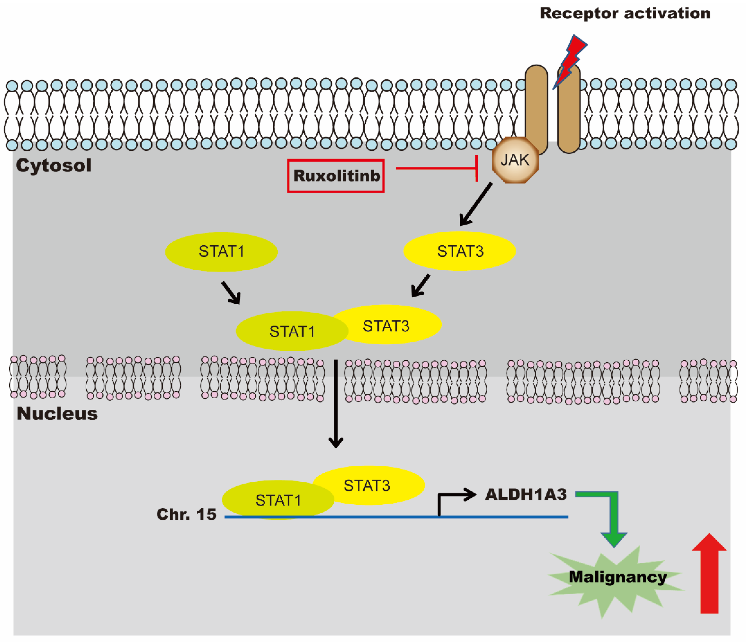 Biomedicines 09 00885 g006