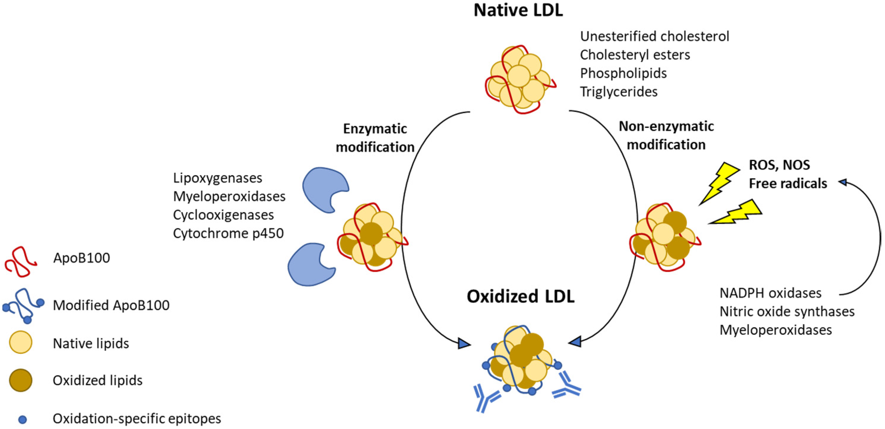 Biomedicines 09 00915 g001