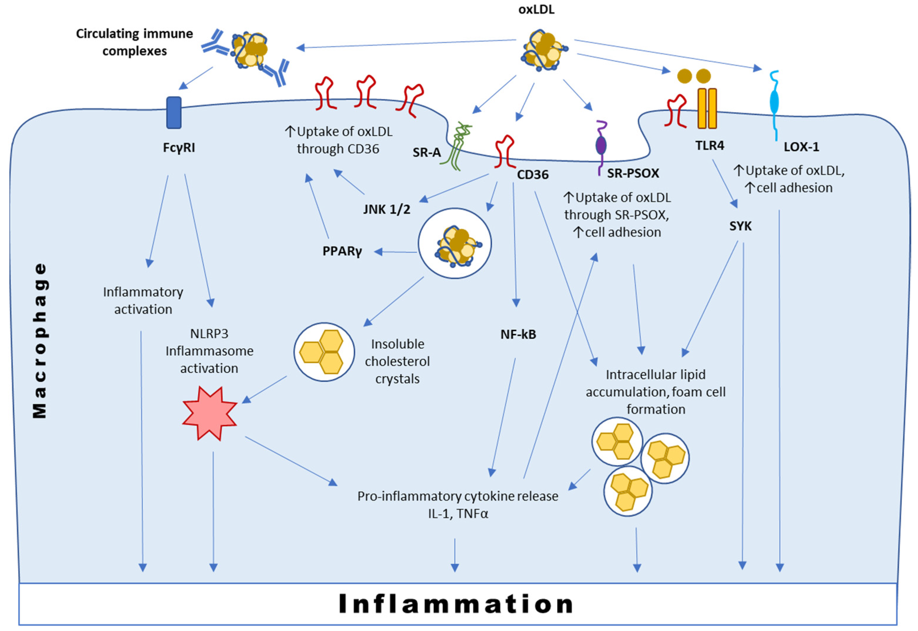 Biomedicines 09 00915 g002
