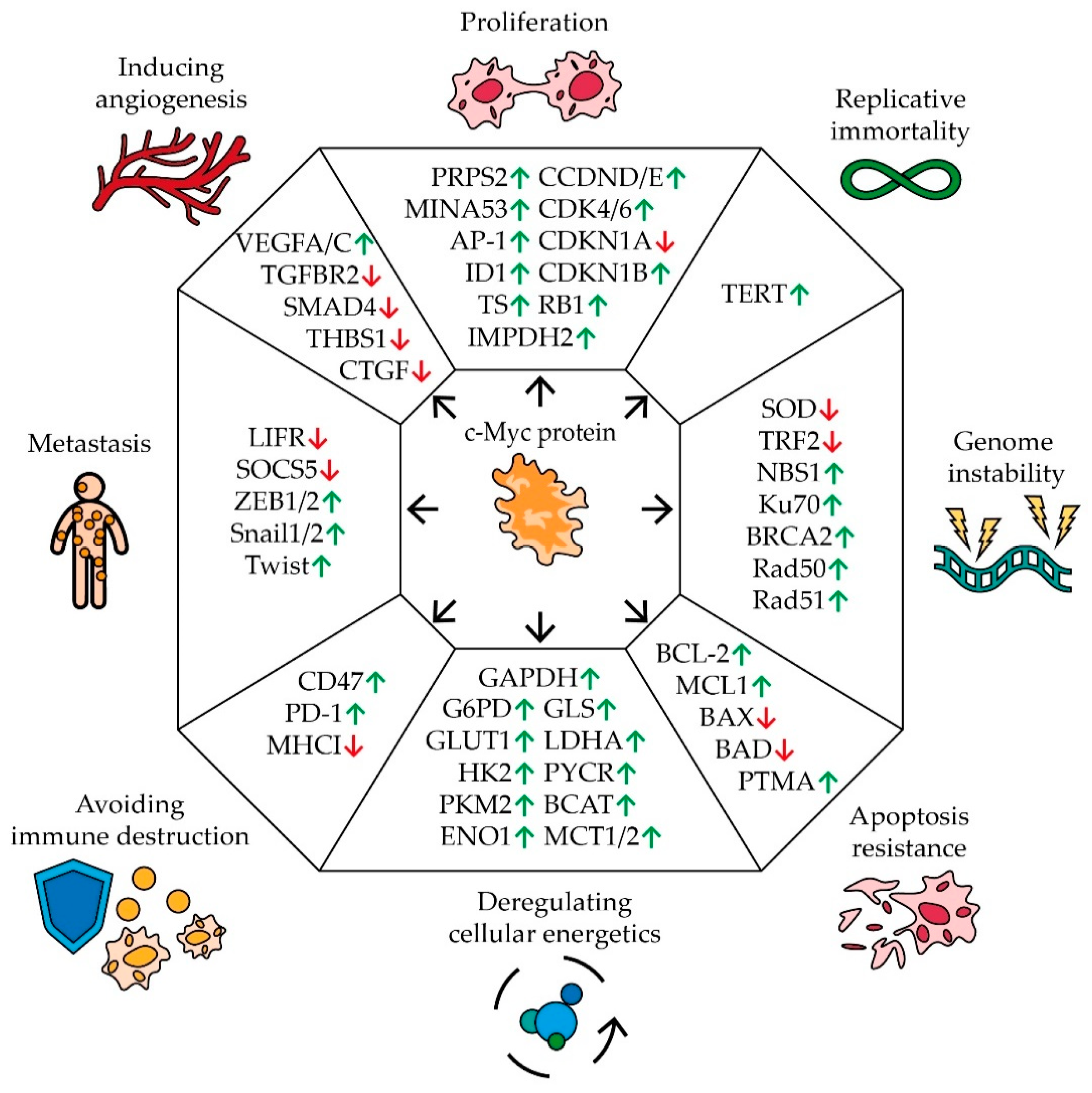 Biomedicines 09 00921 g001