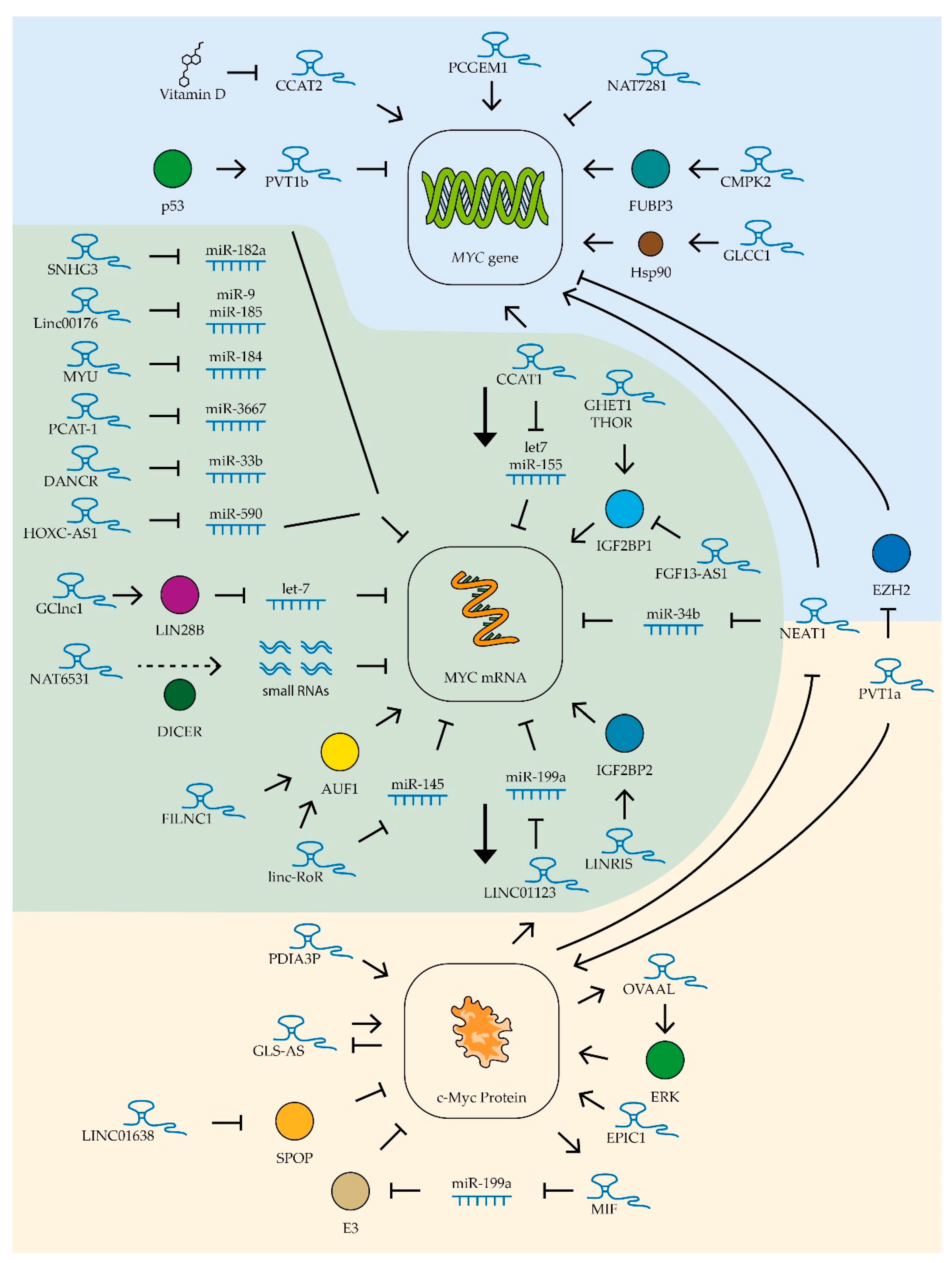 Biomedicines 09 00921 g004