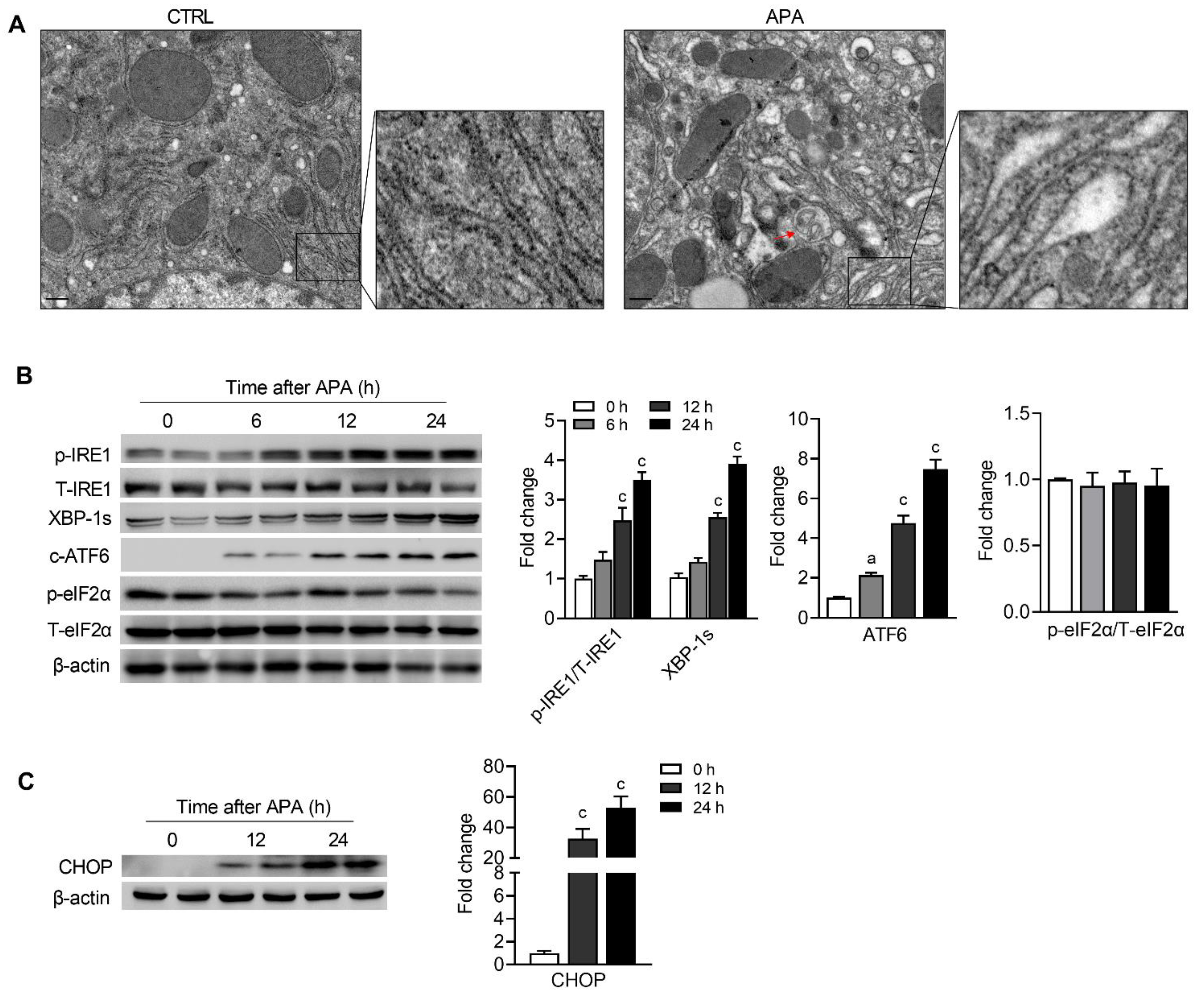 Biomedicines 09 00939 g002