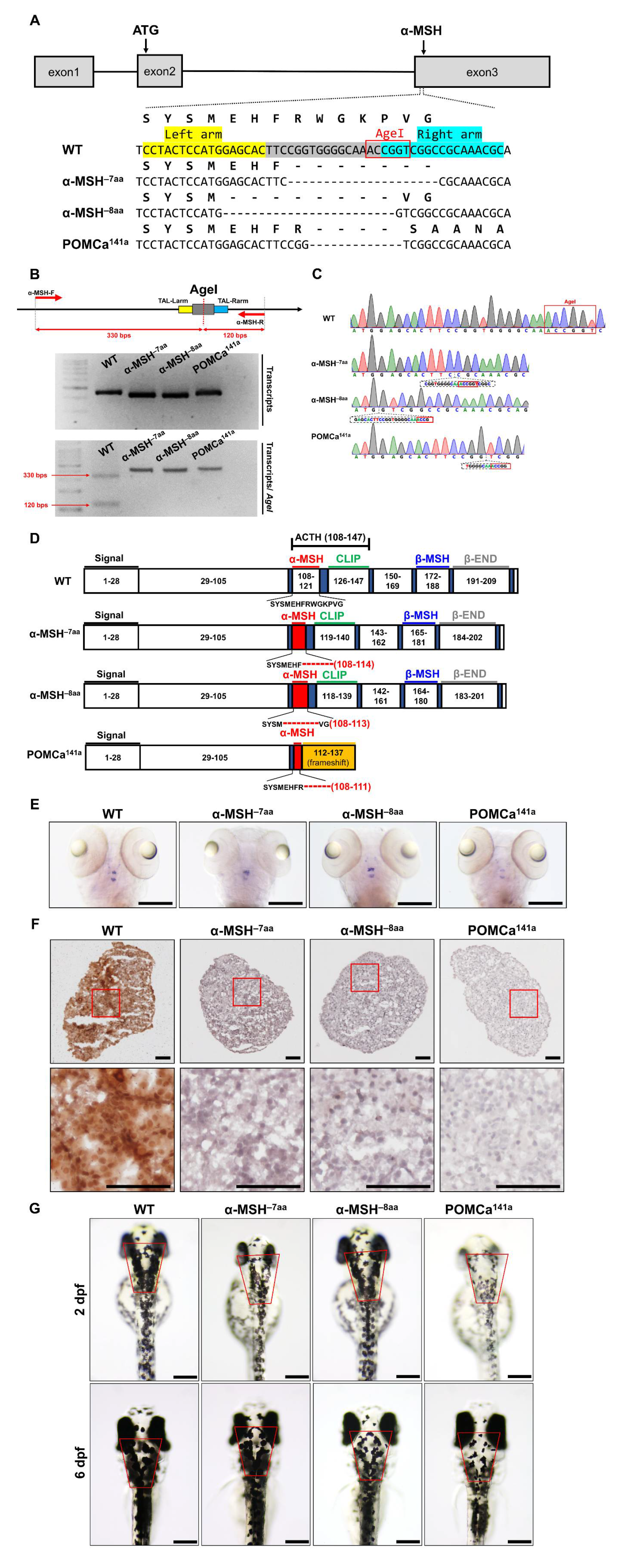 Biomedicines 09 00941 g001 Biomedicines 09 00941 g001