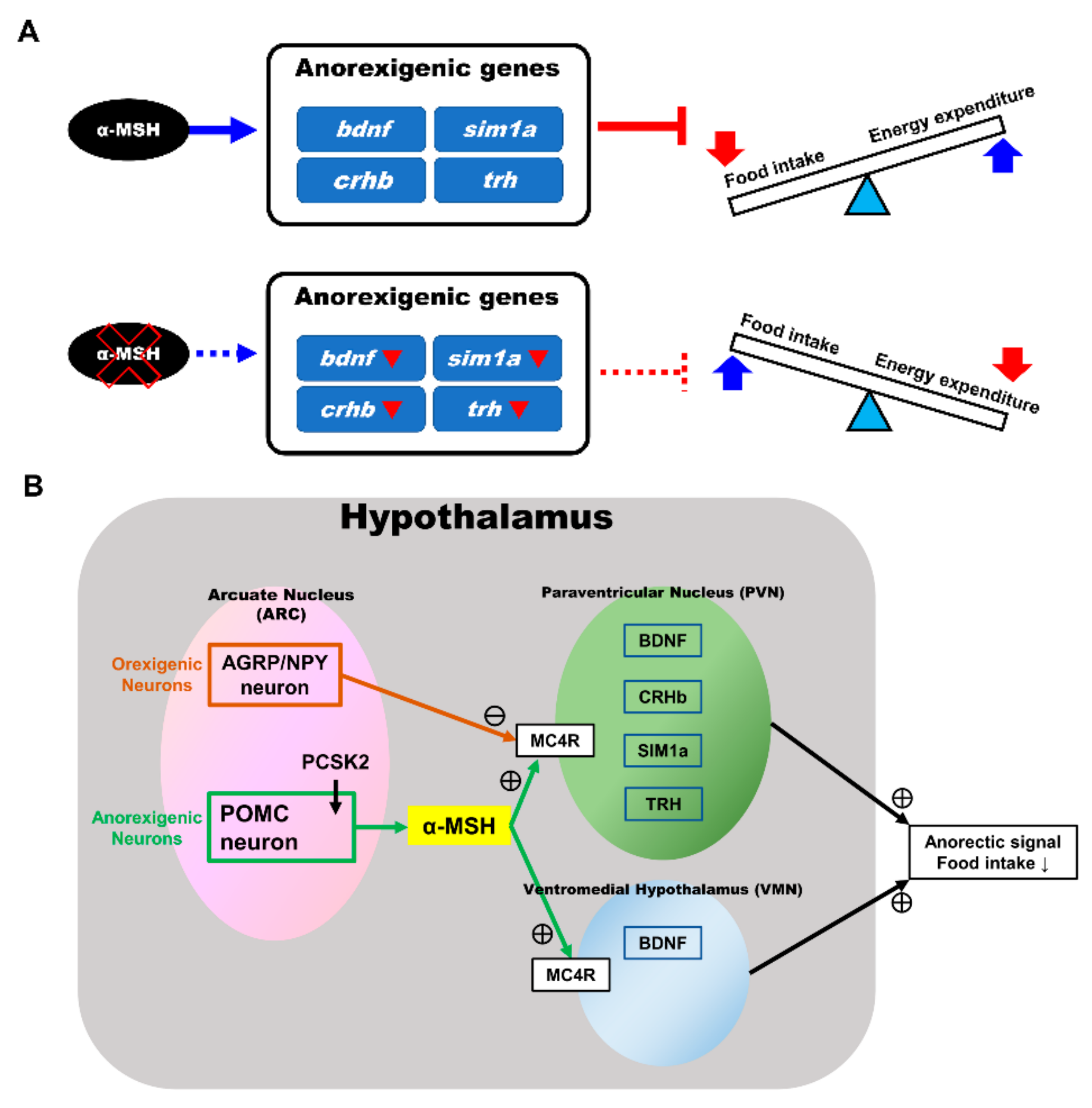 Biomedicines 09 00941 g007 Biomedicines 09 00941 g007