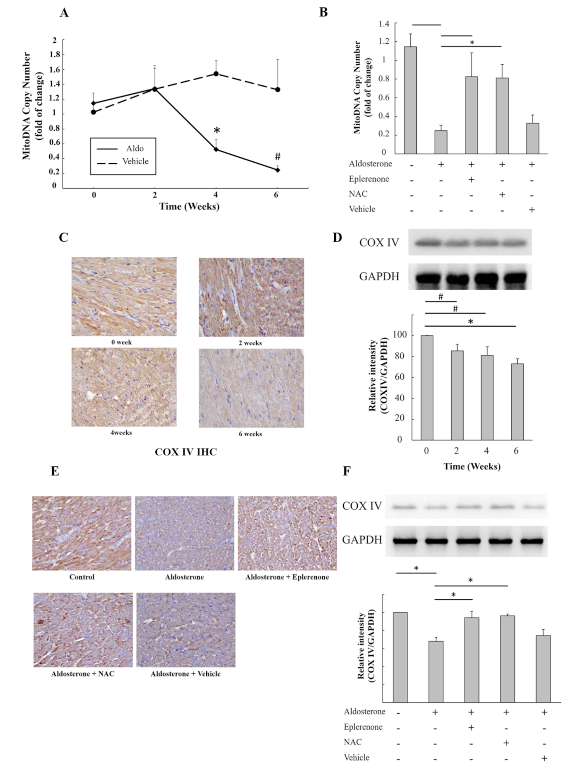 Biomedicines 09 00946 g004