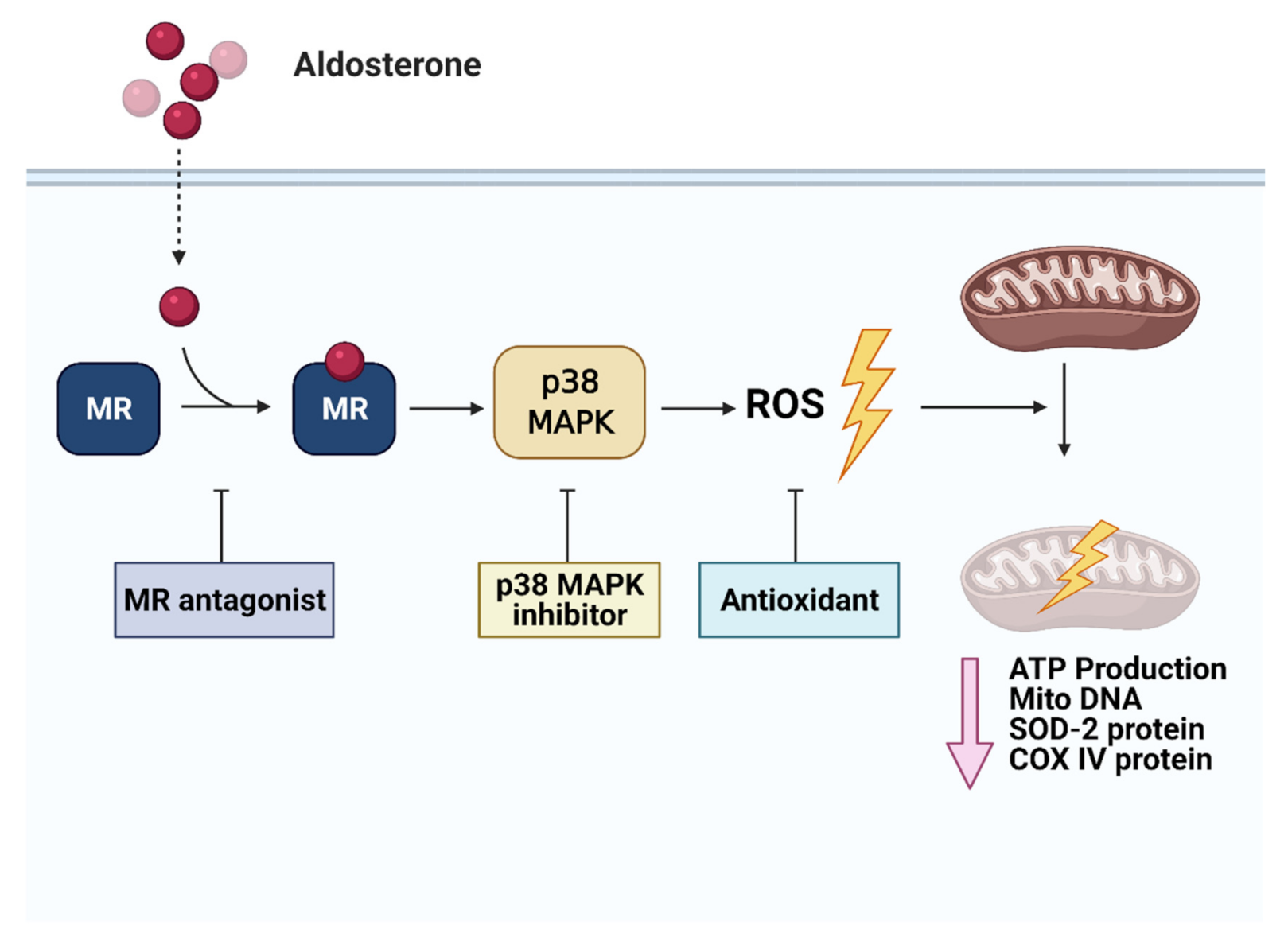 Biomedicines 09 00946 g005