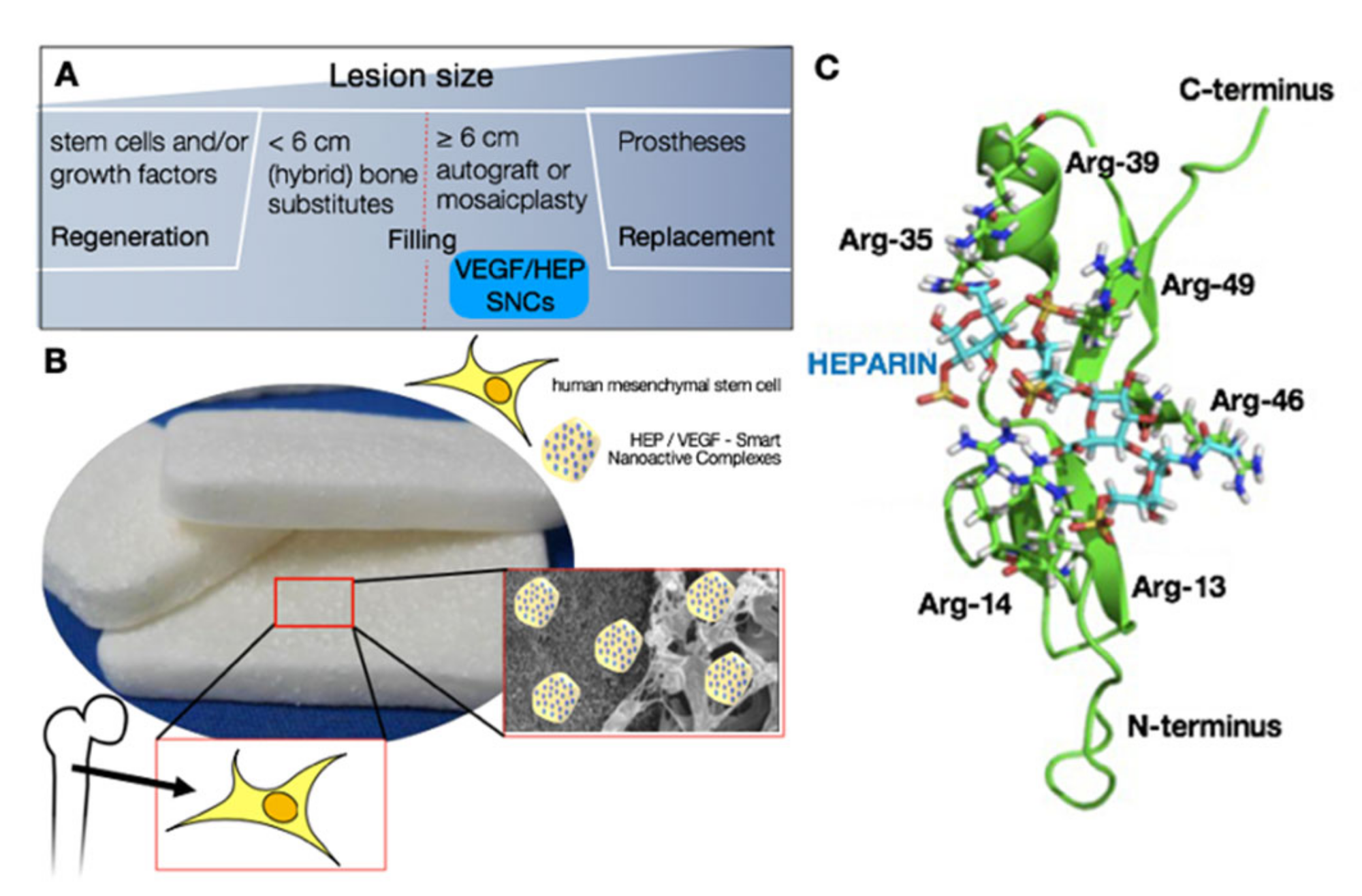 Biomedicines 09 00952 g001