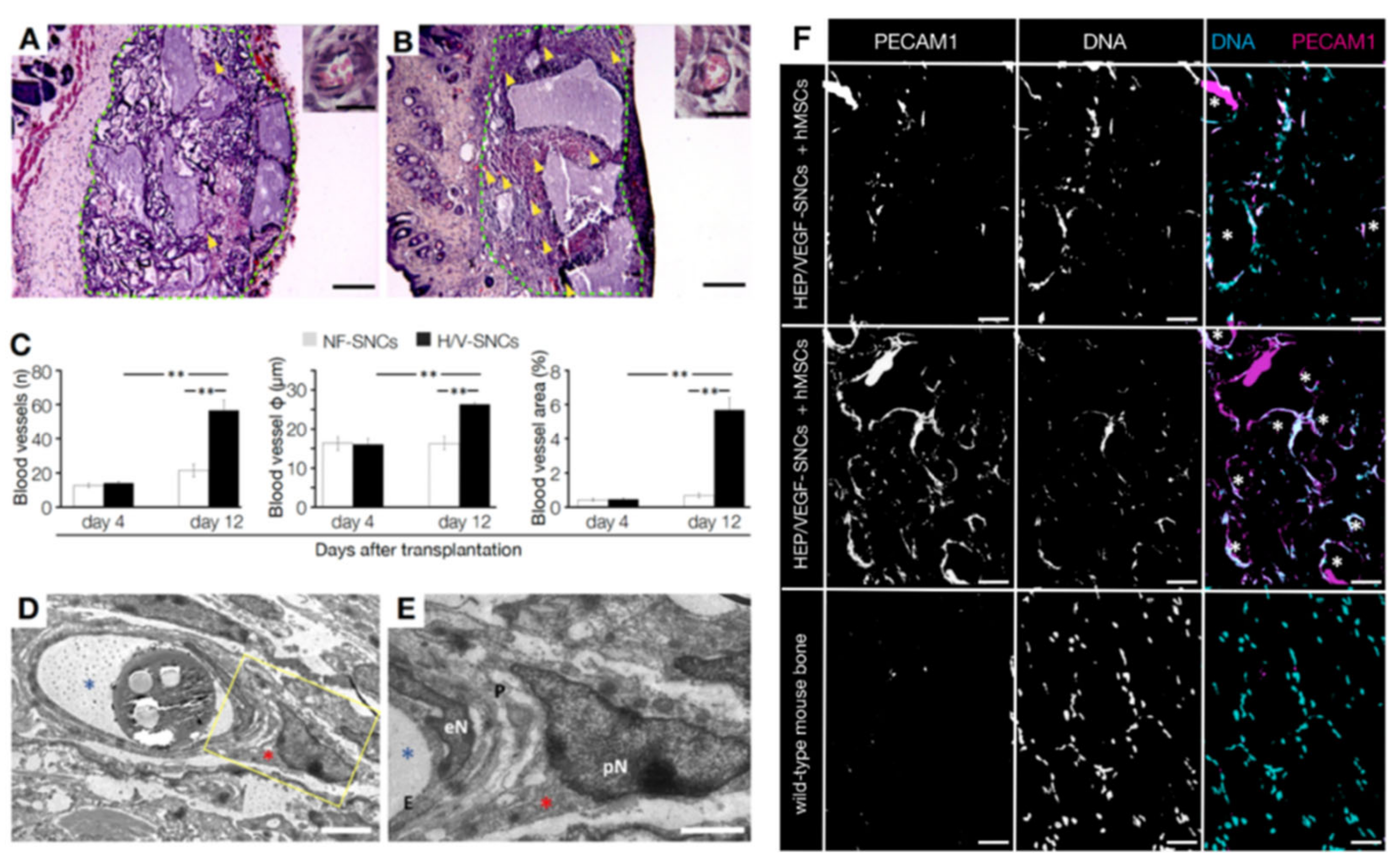 Biomedicines 09 00952 g003