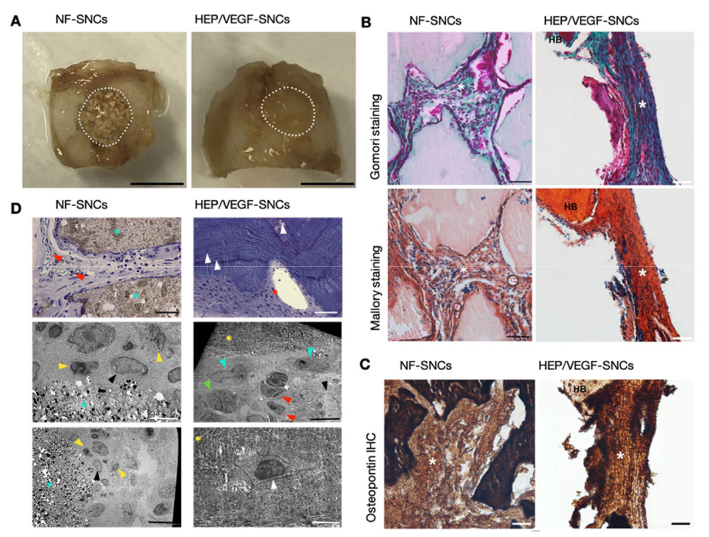 Biomedicines 09 00952 g004