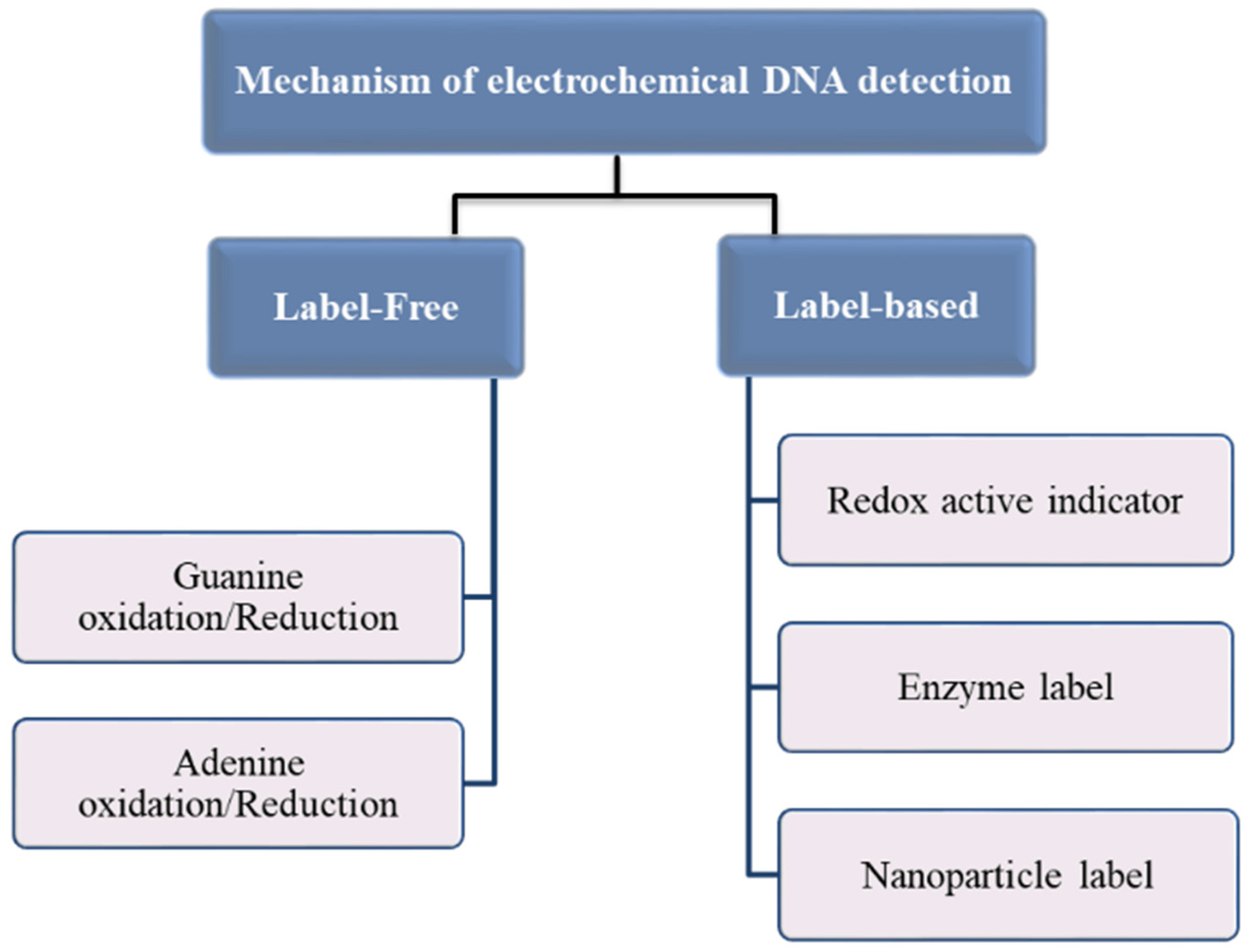 Biomedicines 09 00964 g003