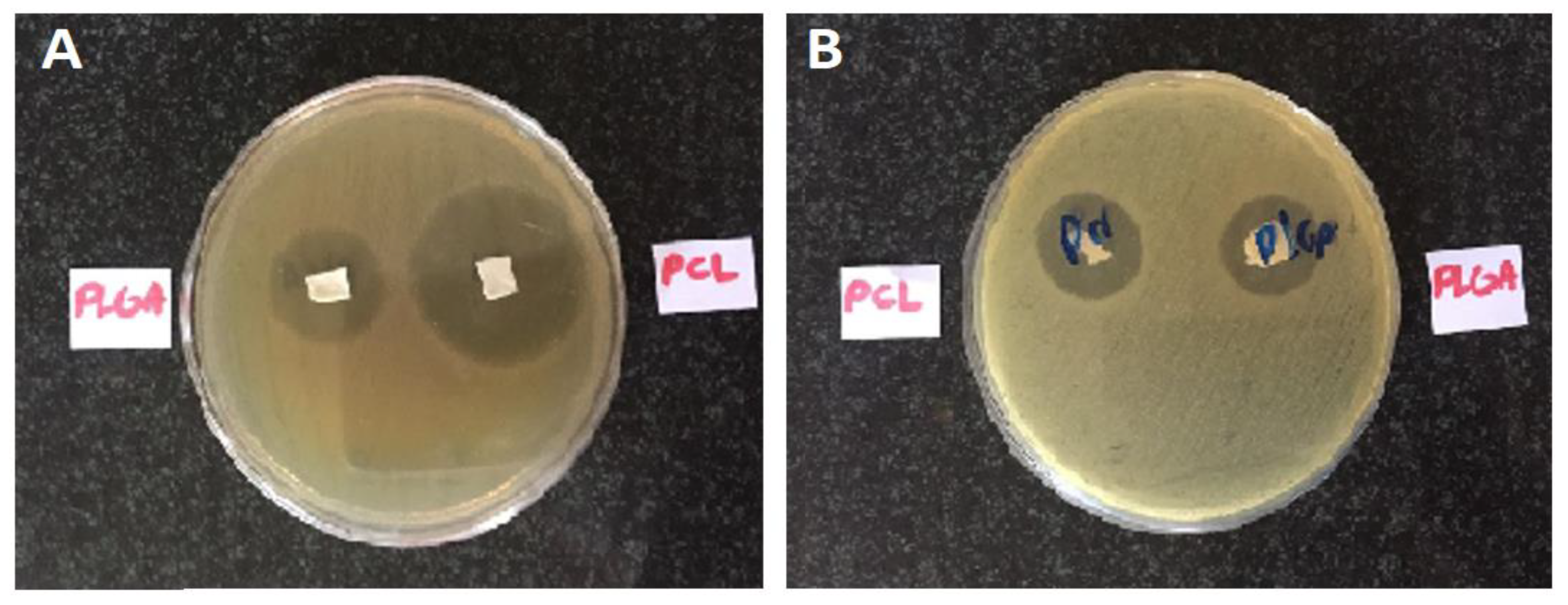 Biomedicines 09 00975 g003