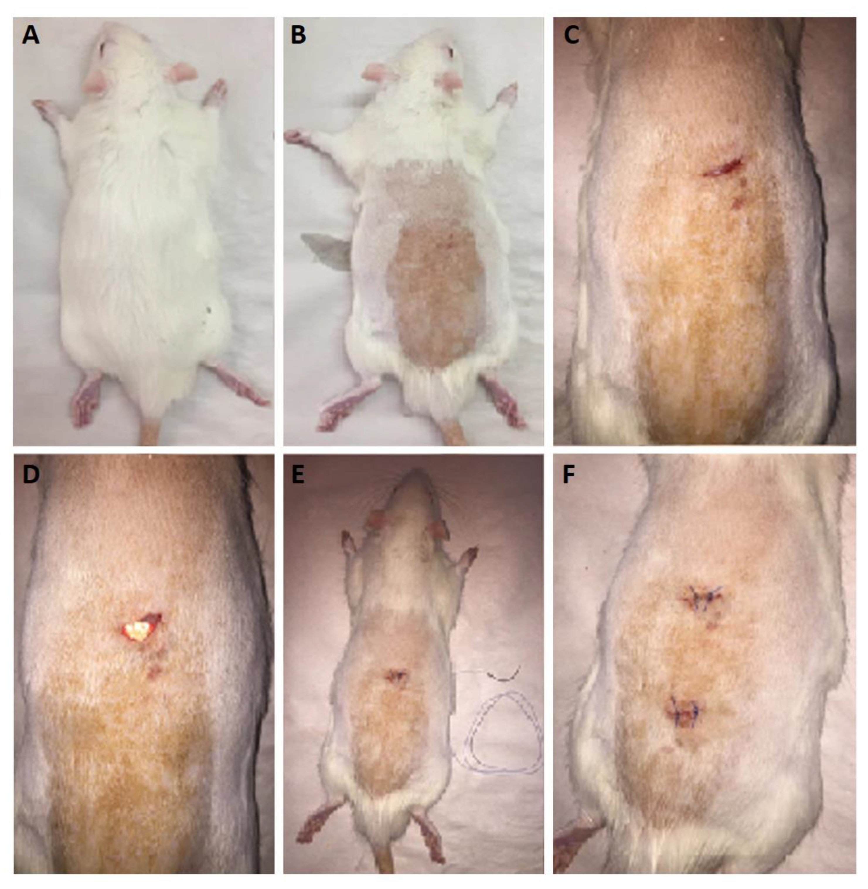 Biomedicines 09 00975 g006