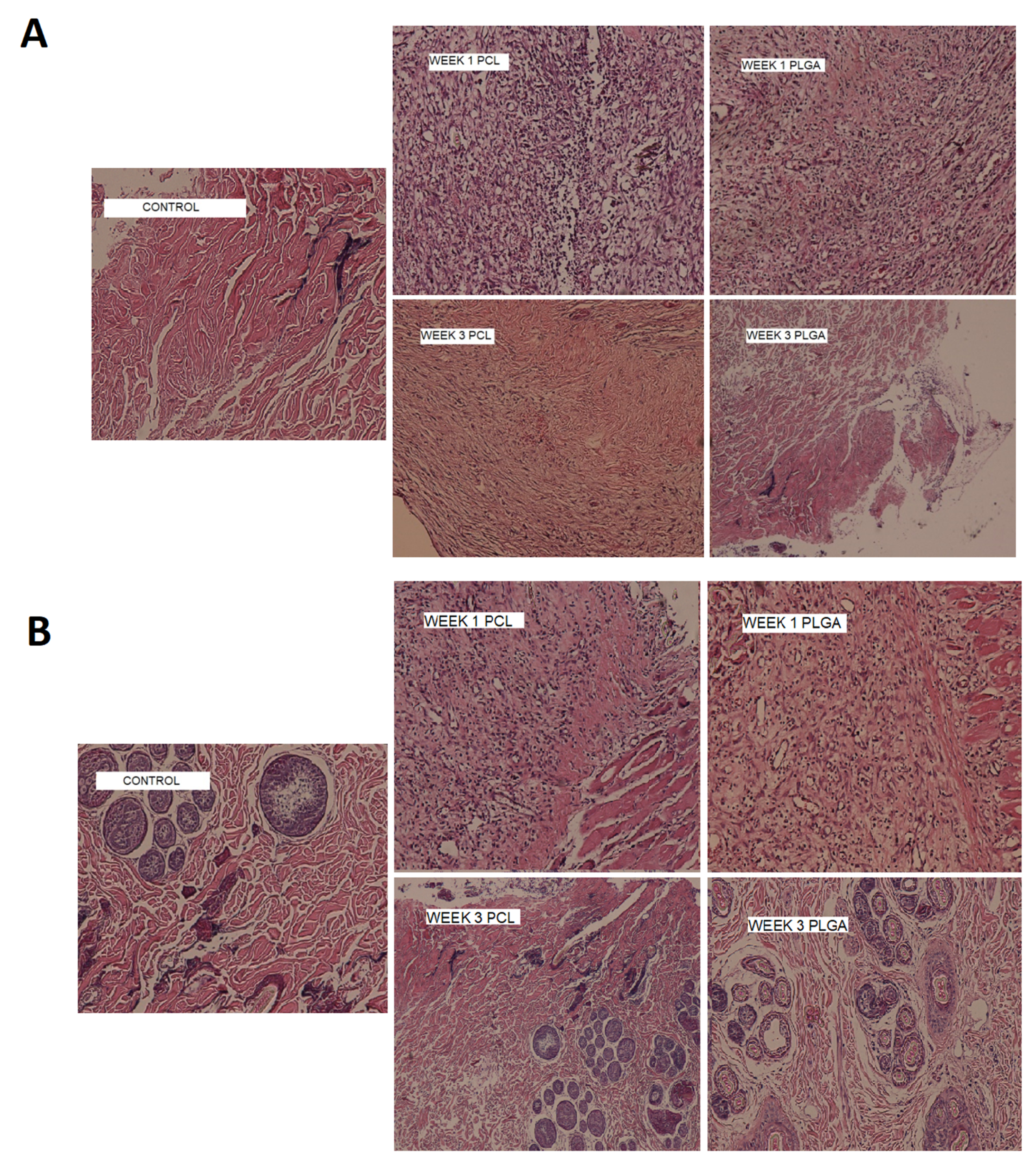 Biomedicines 09 00975 g008