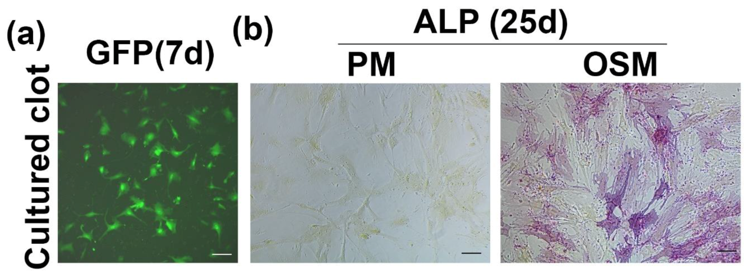 Biomedicines 09 00983 g002