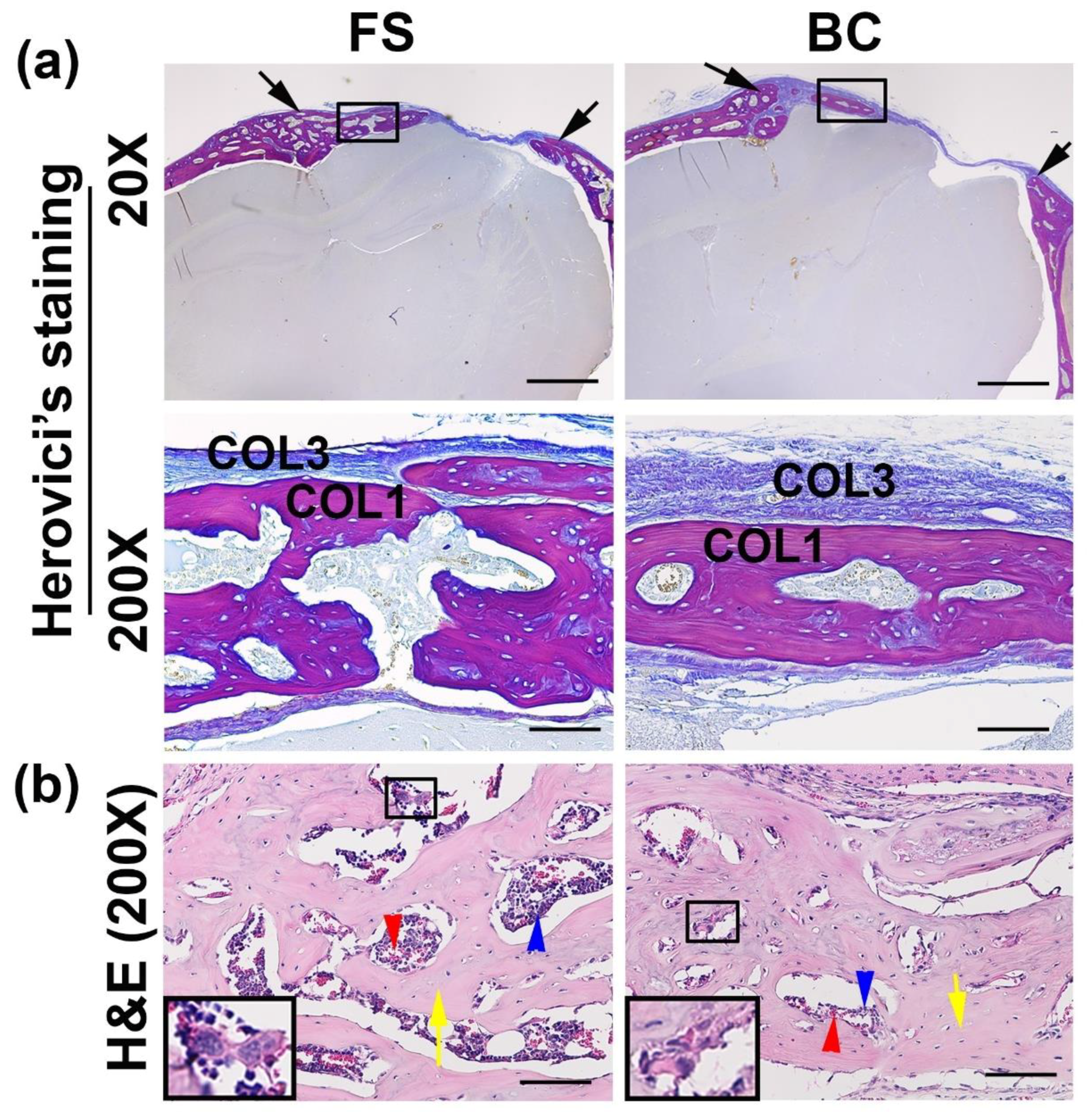 Biomedicines 09 00983 g004