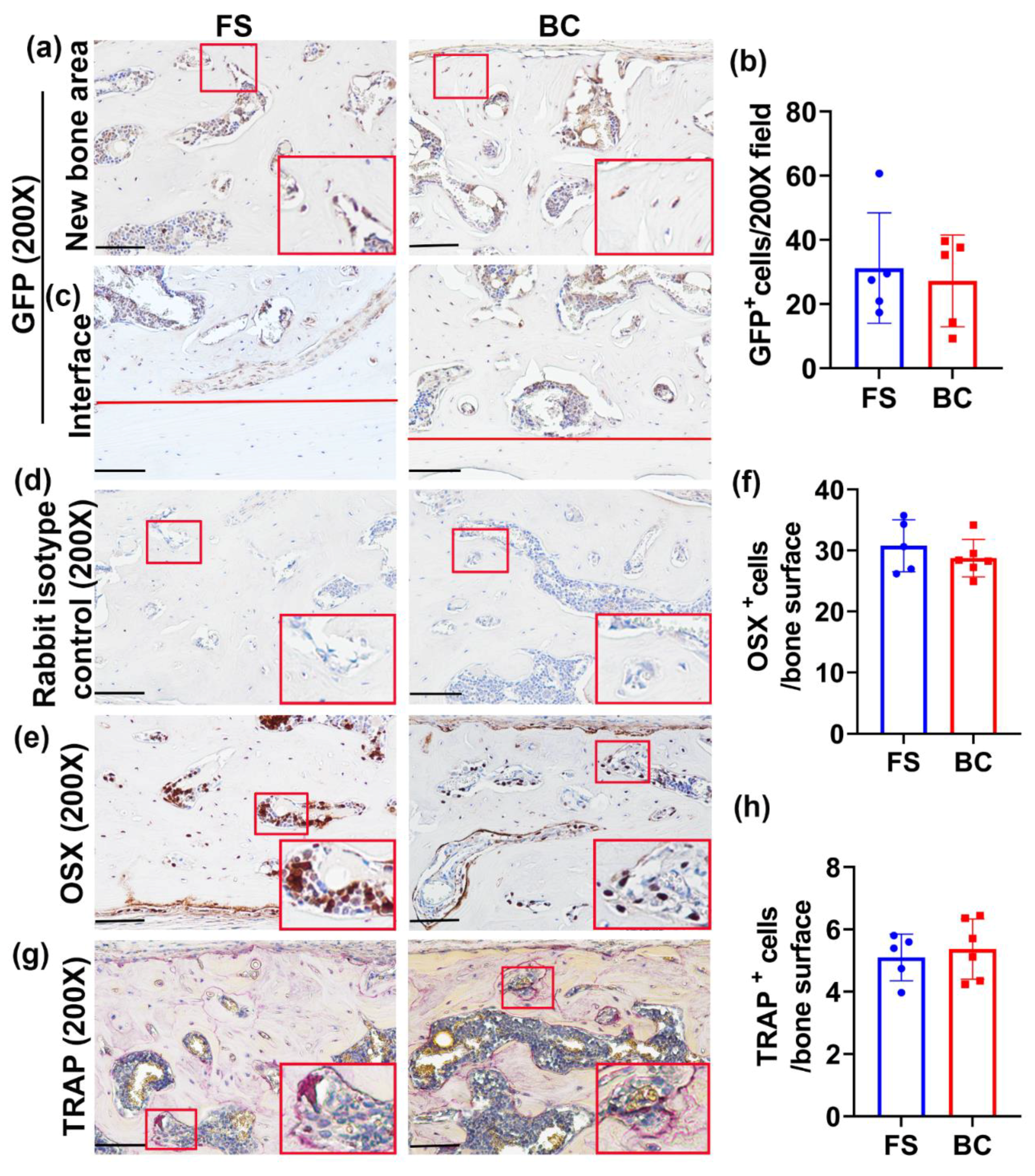 Biomedicines 09 00983 g005