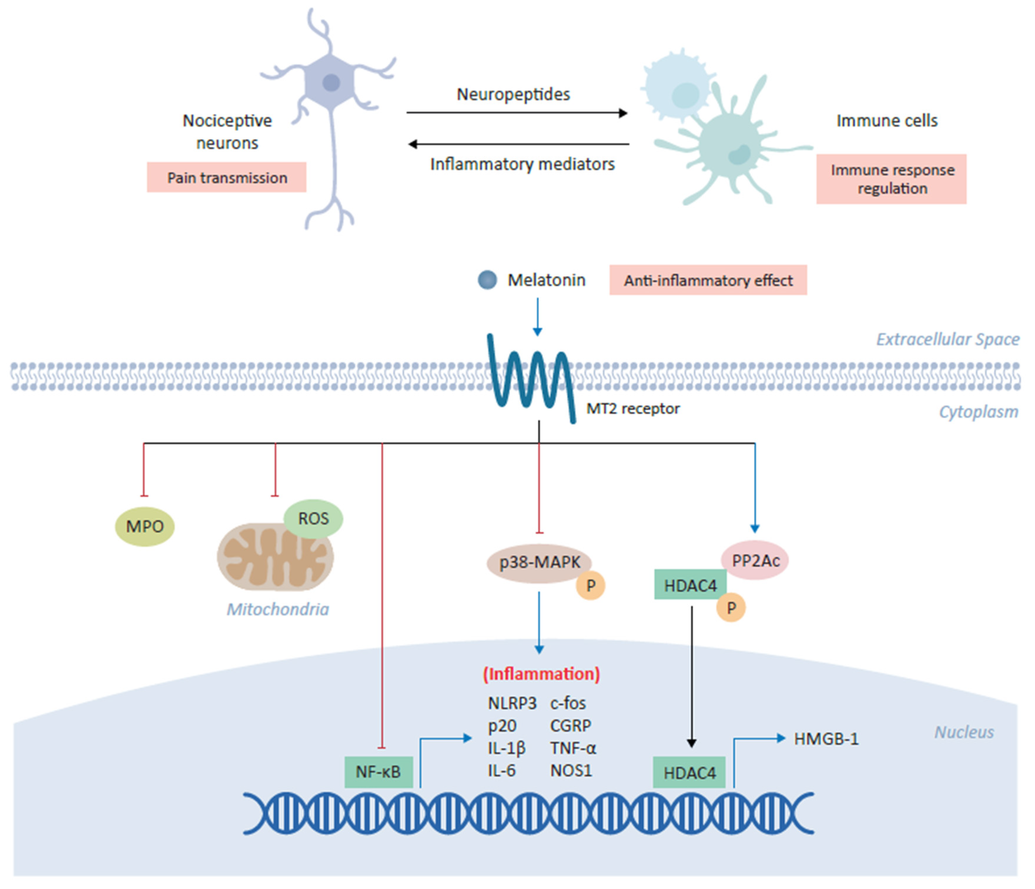 Biomedicines 09 00984 g002