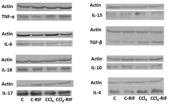 Biomedicines 09 01002 g003 550