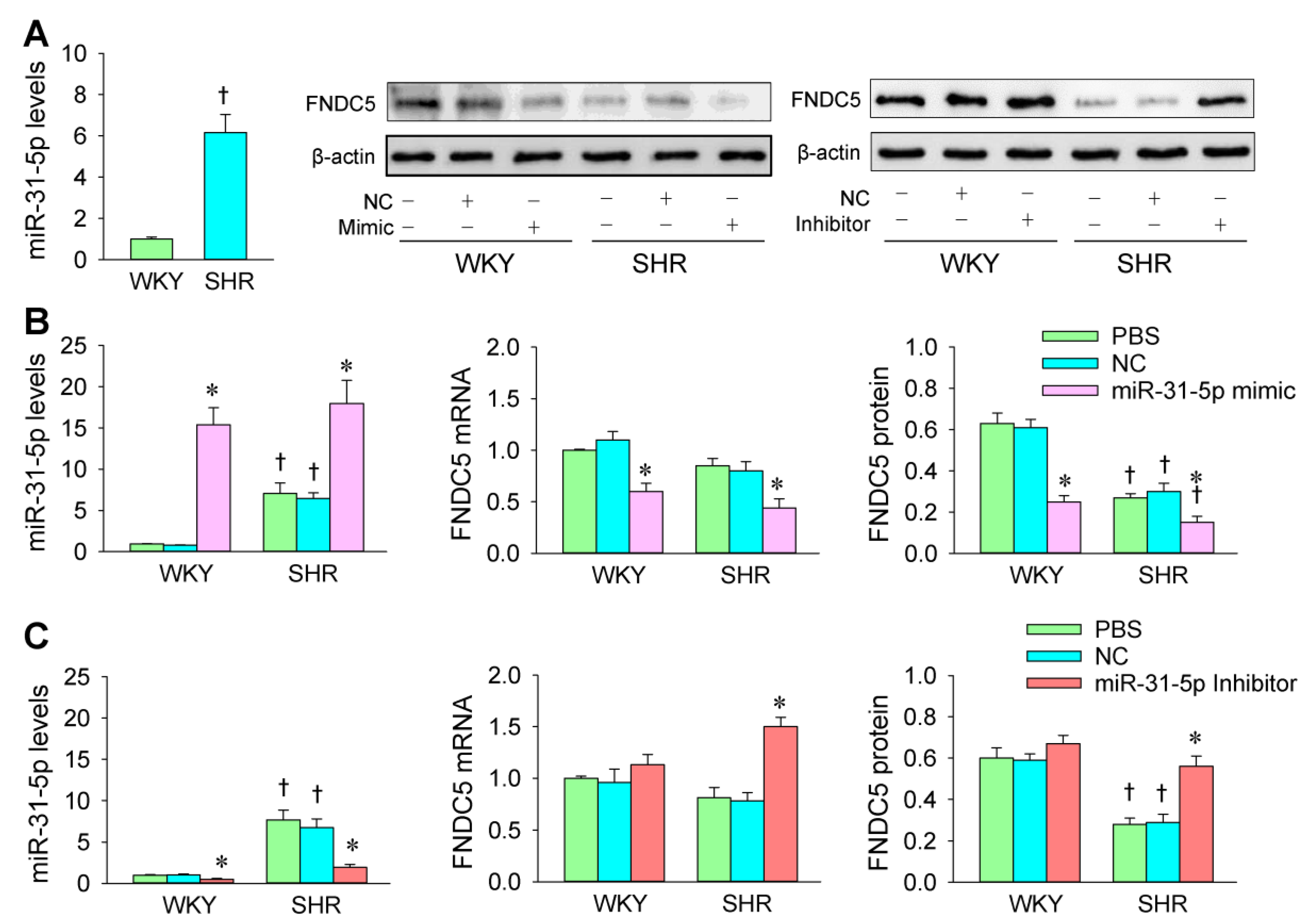 Biomedicines 09 01009 g006