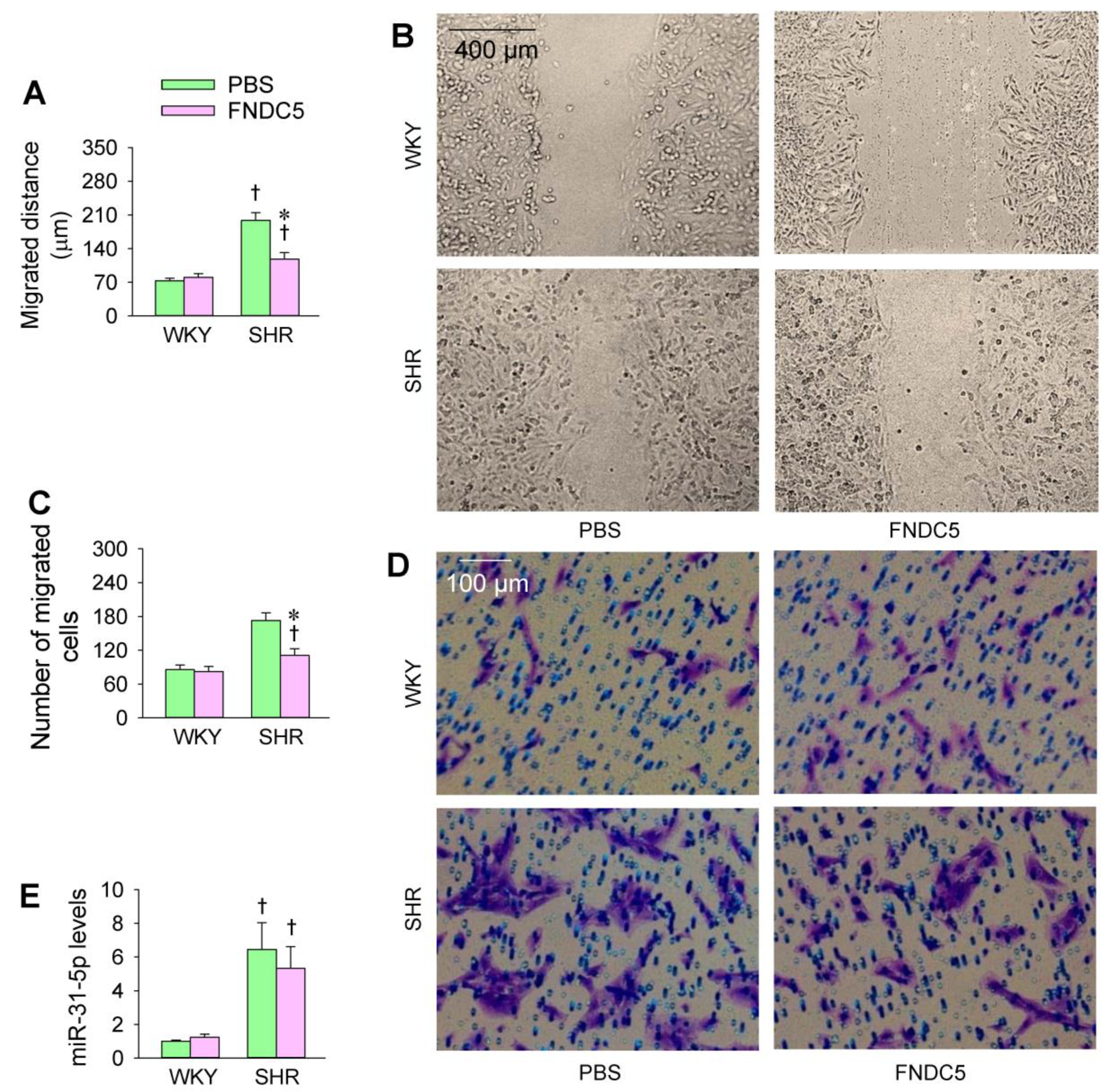 Biomedicines 09 01009 g008