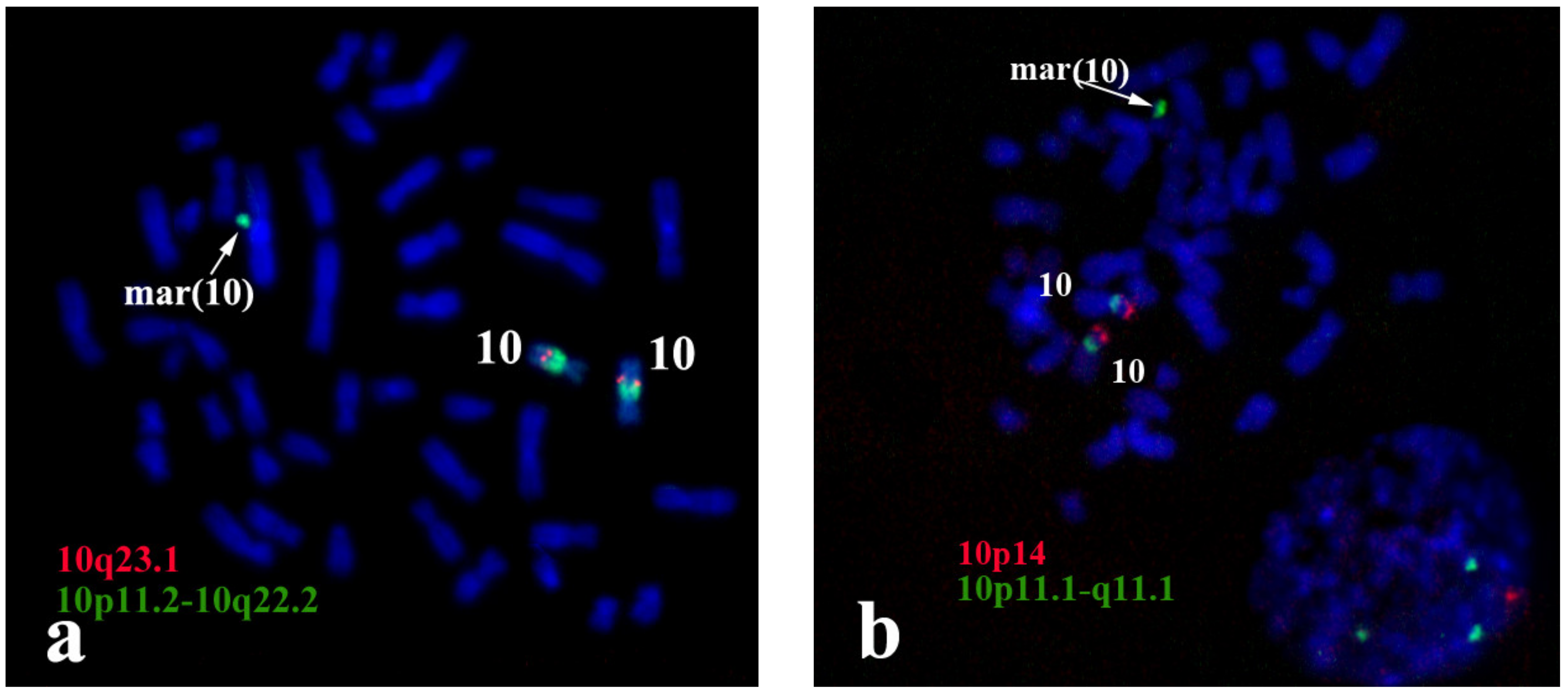 Biomedicines 09 01030 g003