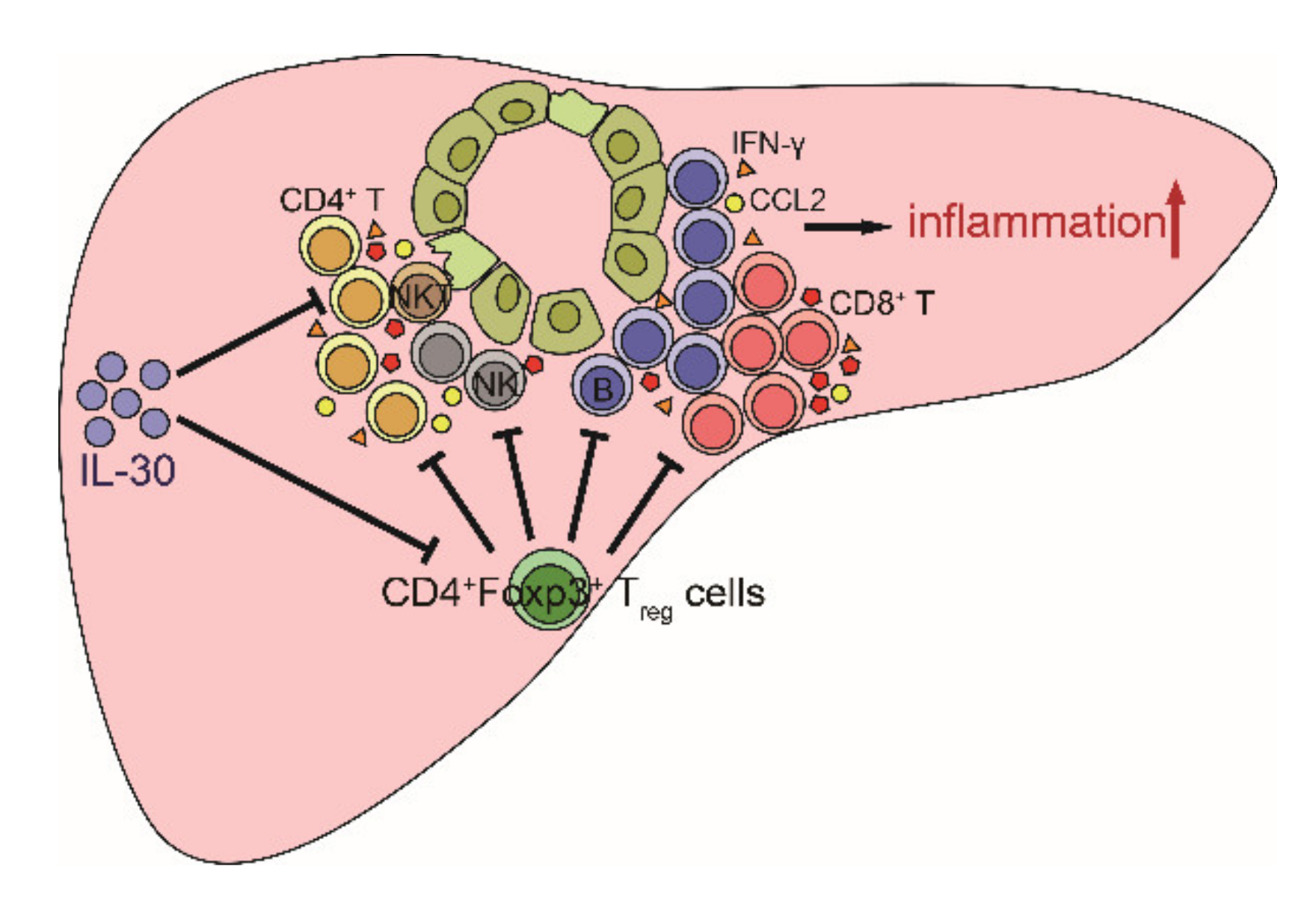 Biomedicines 09 01031 g007