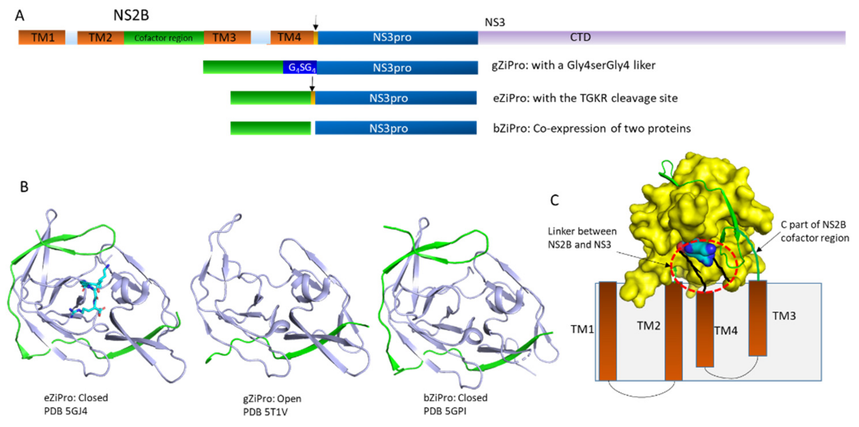 Biomedicines 09 01044 g002