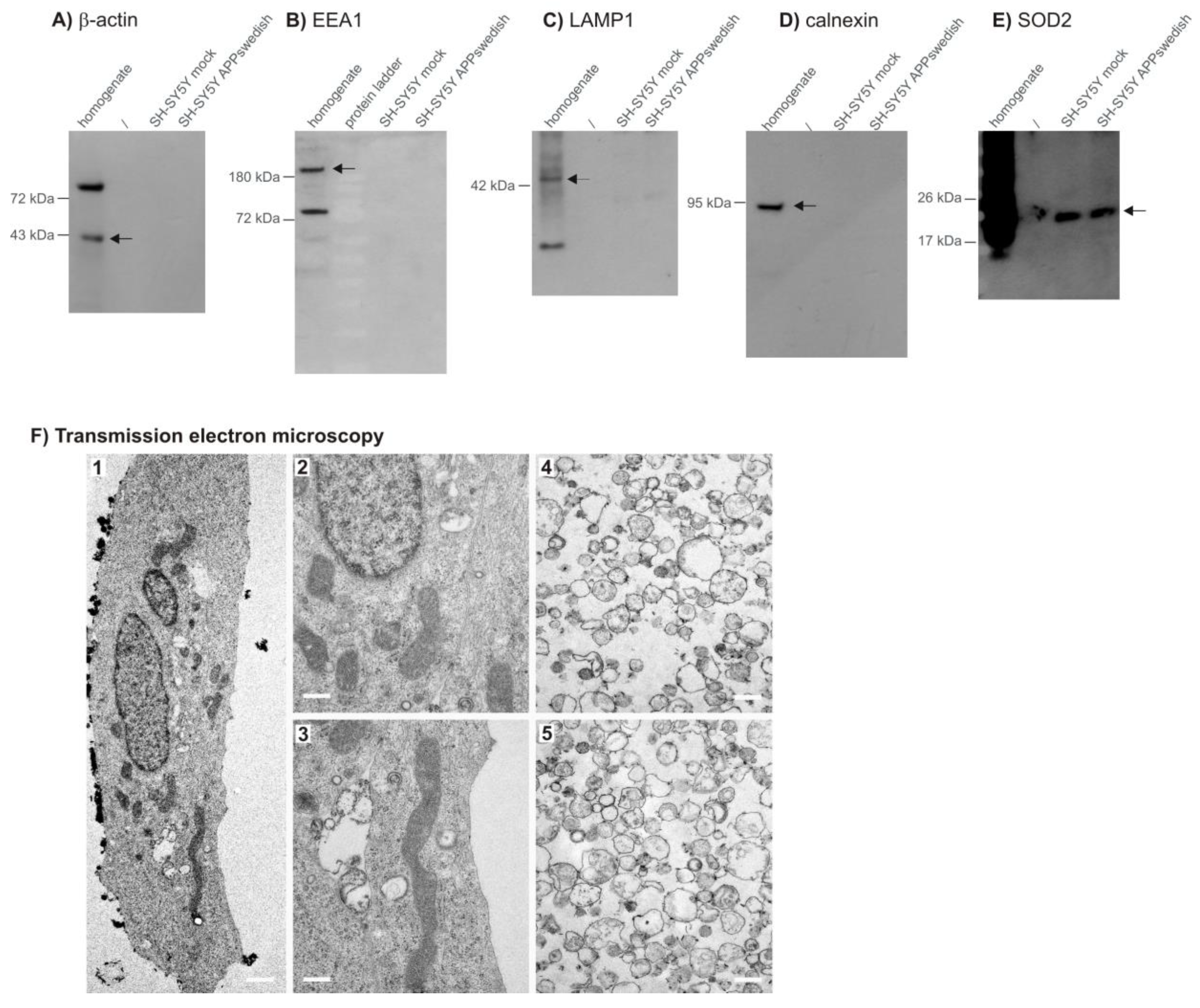 Biomedicines 09 01062 g001
