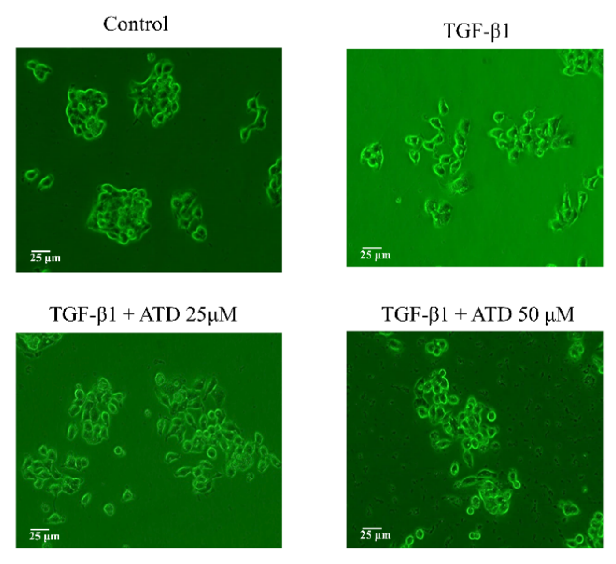 Biomedicines 09 01110 g006 Biomedicines 09 01110 g006