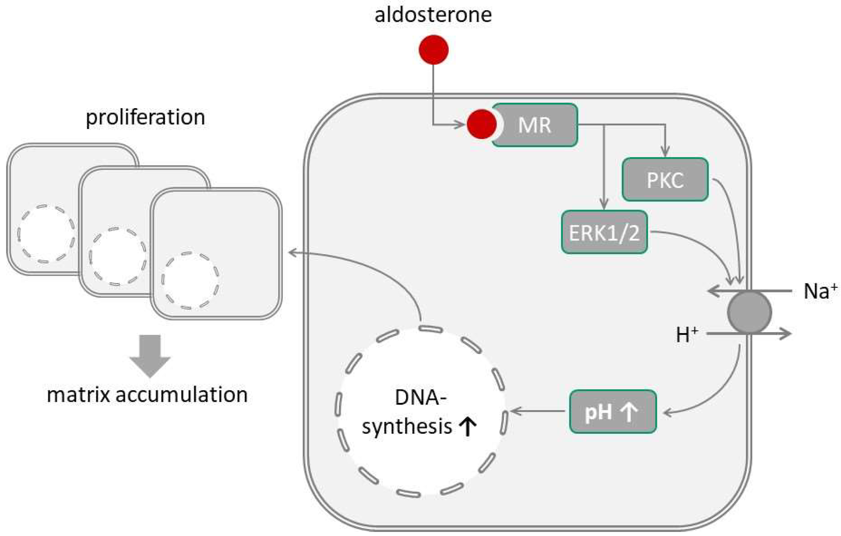 Biomedicines 09 01117 g005
