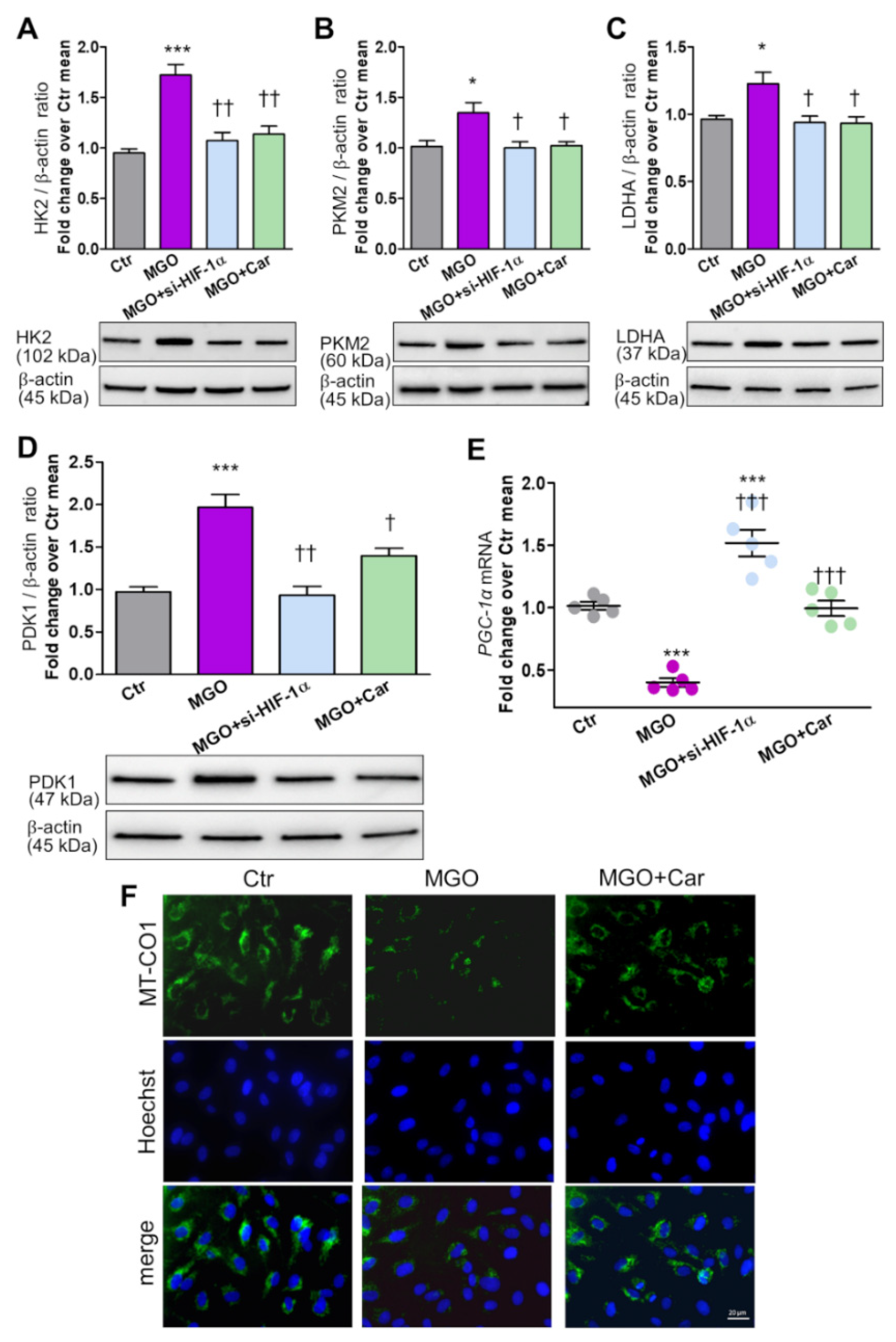 Biomedicines 09 01139 g005