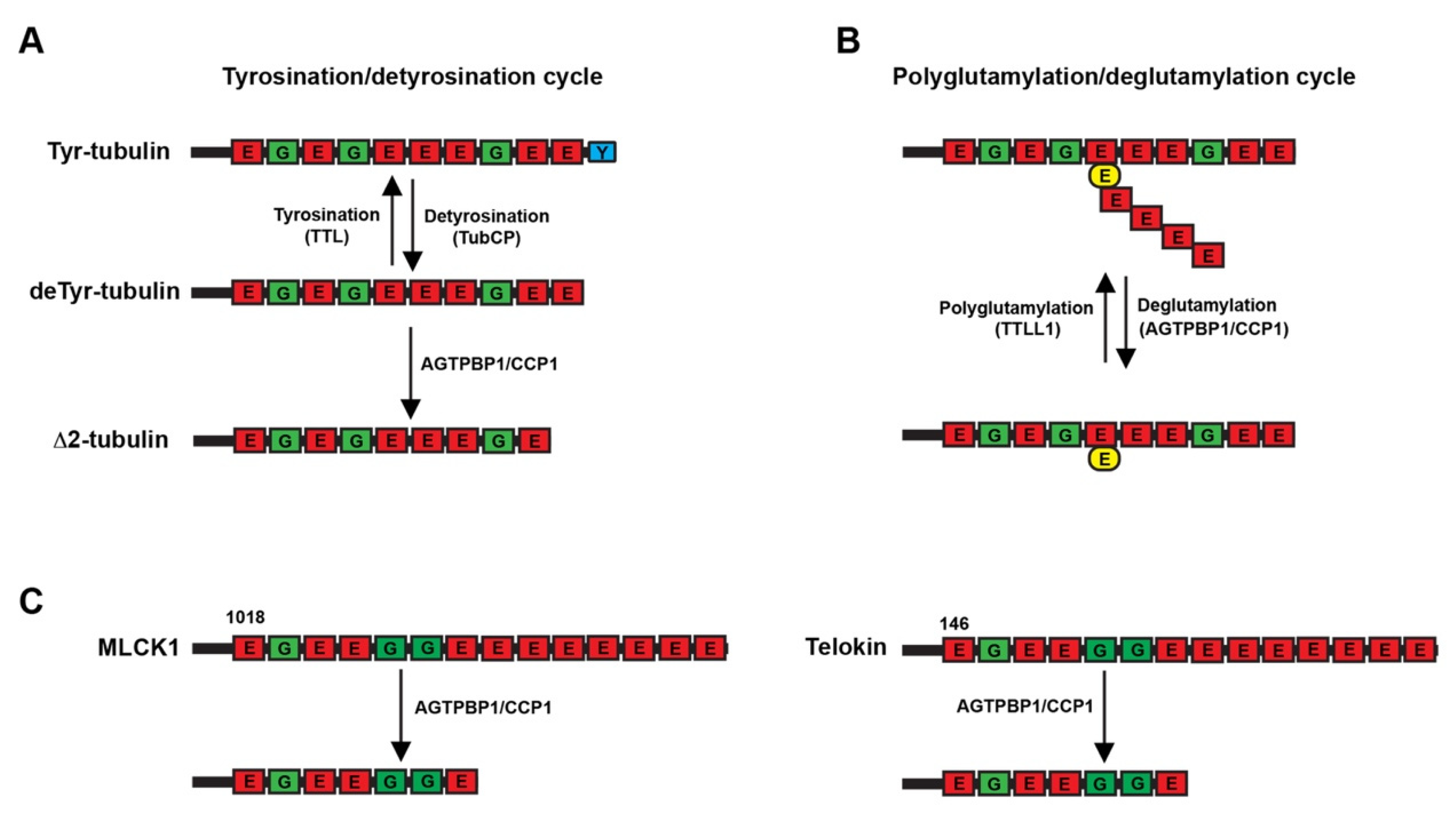 Biomedicines 09 01157 g002