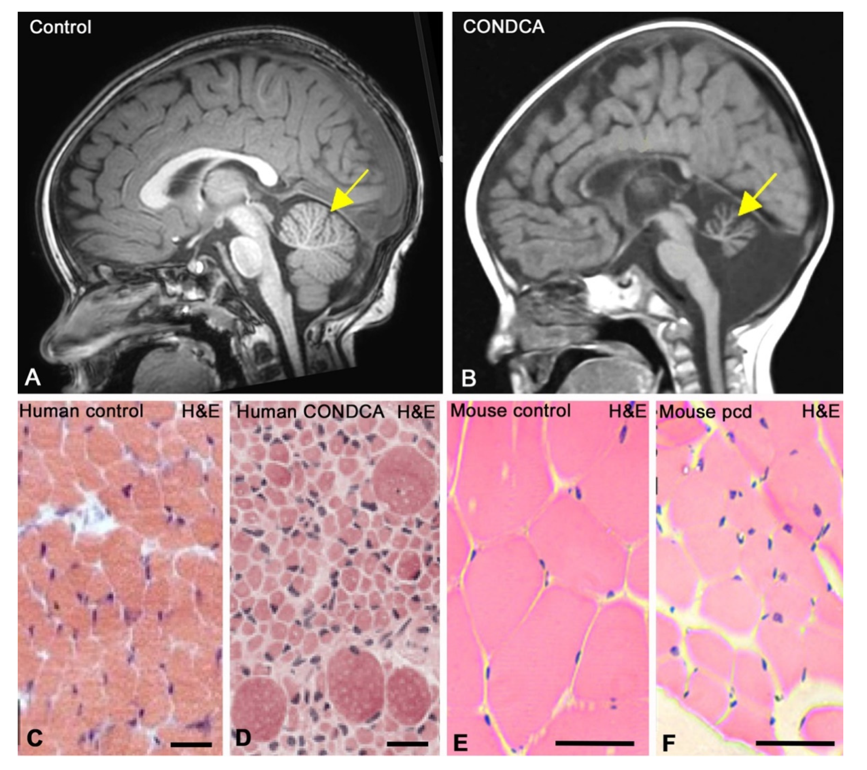 Biomedicines 09 01157 g003
