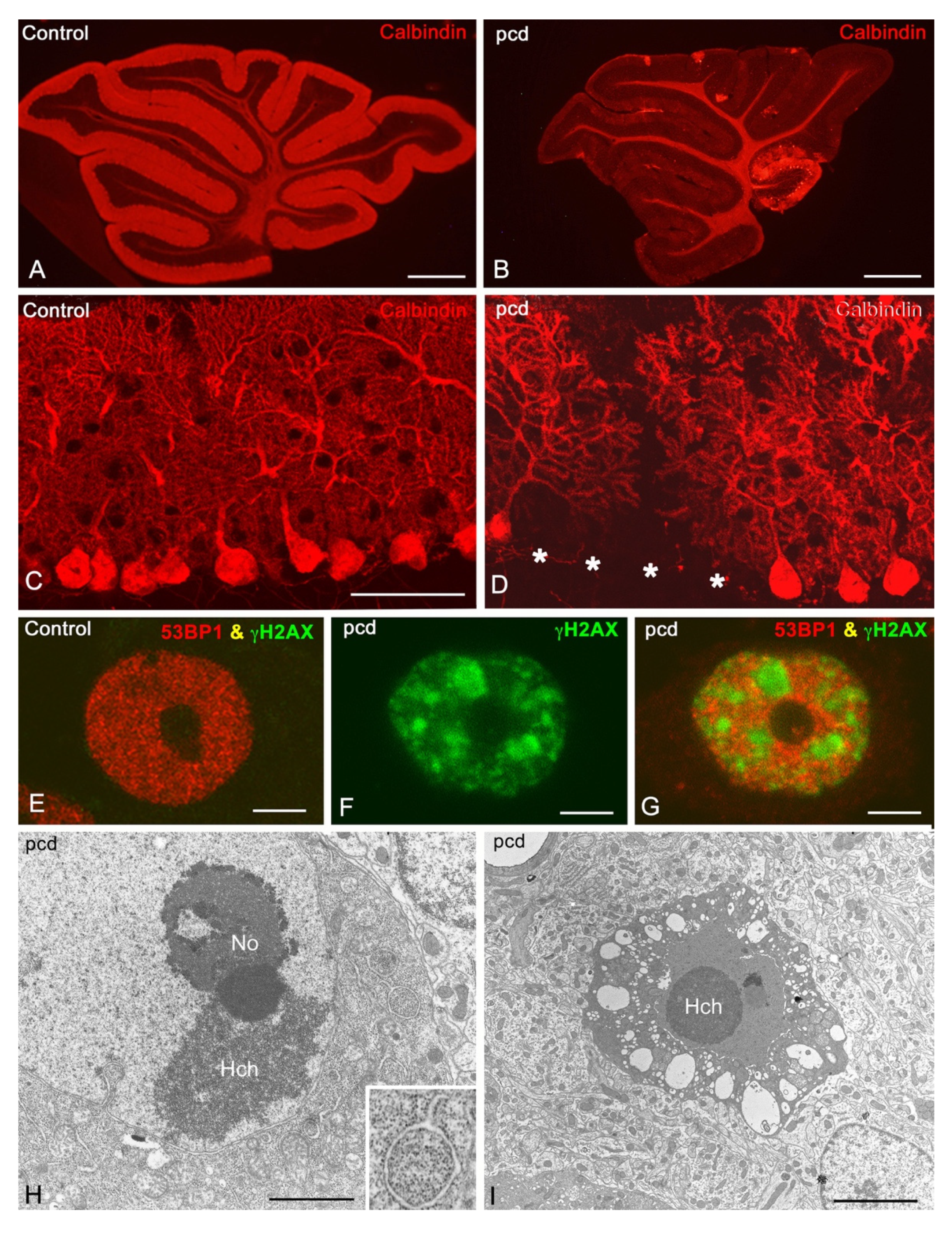 Biomedicines 09 01157 g004