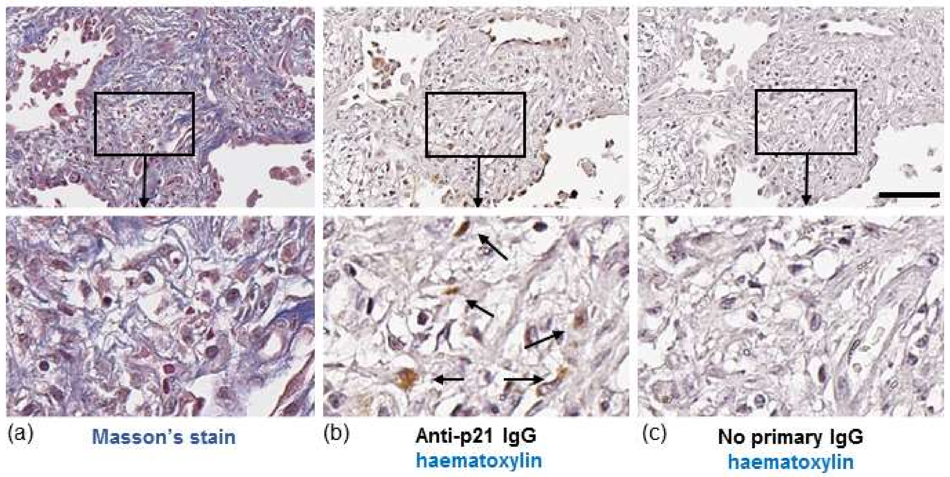 Biomedicines 09 01162 g001