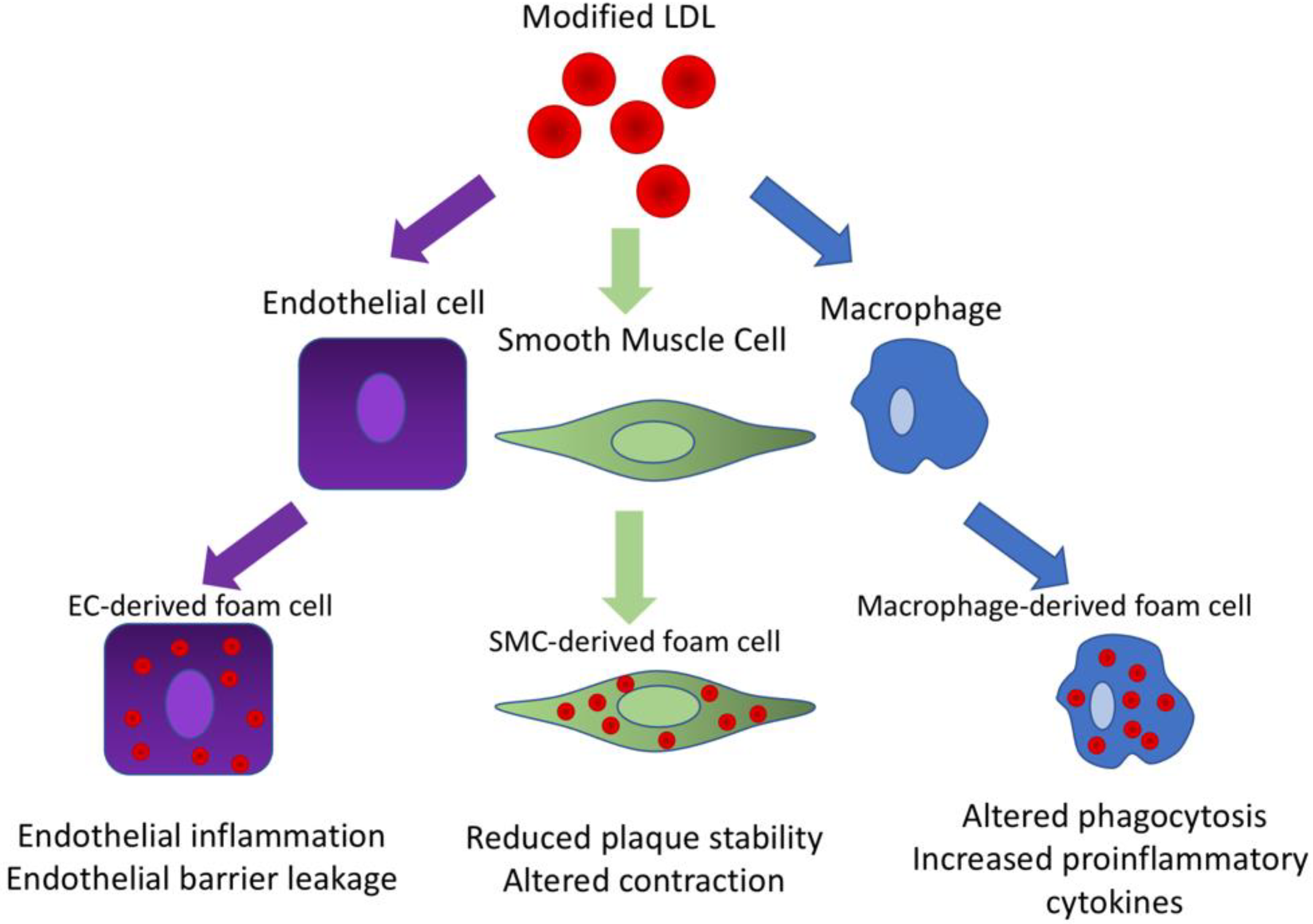 Biomedicines 09 01221 g002