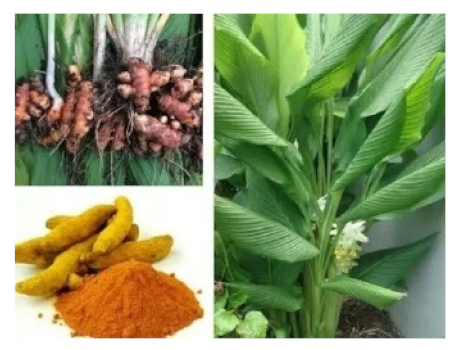 Biomedicines 09 01266 i001